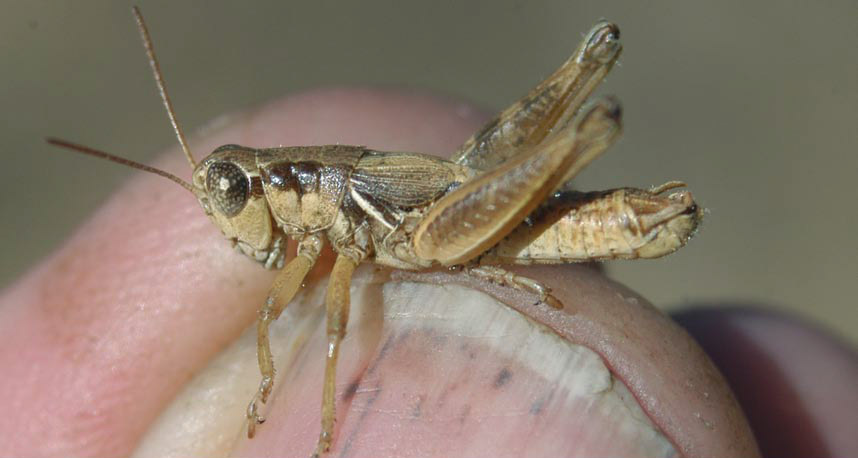 Melanoplus napa Otte, 2012: male. (Otu).