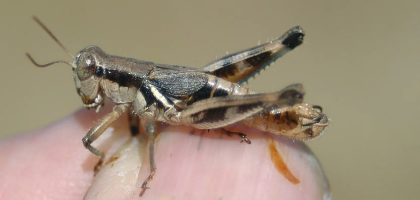 Melanoplus lapollai Otte, 2012: male. (Otu).