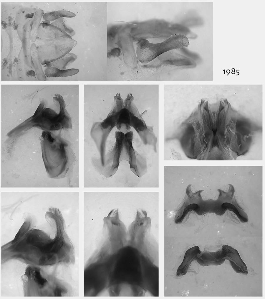 Melanoplus spearmani Otte, 2012: male genitalia. (Otu).