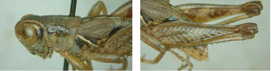 Melanoplus jenniferae Otte, 2012: male. (Otu).