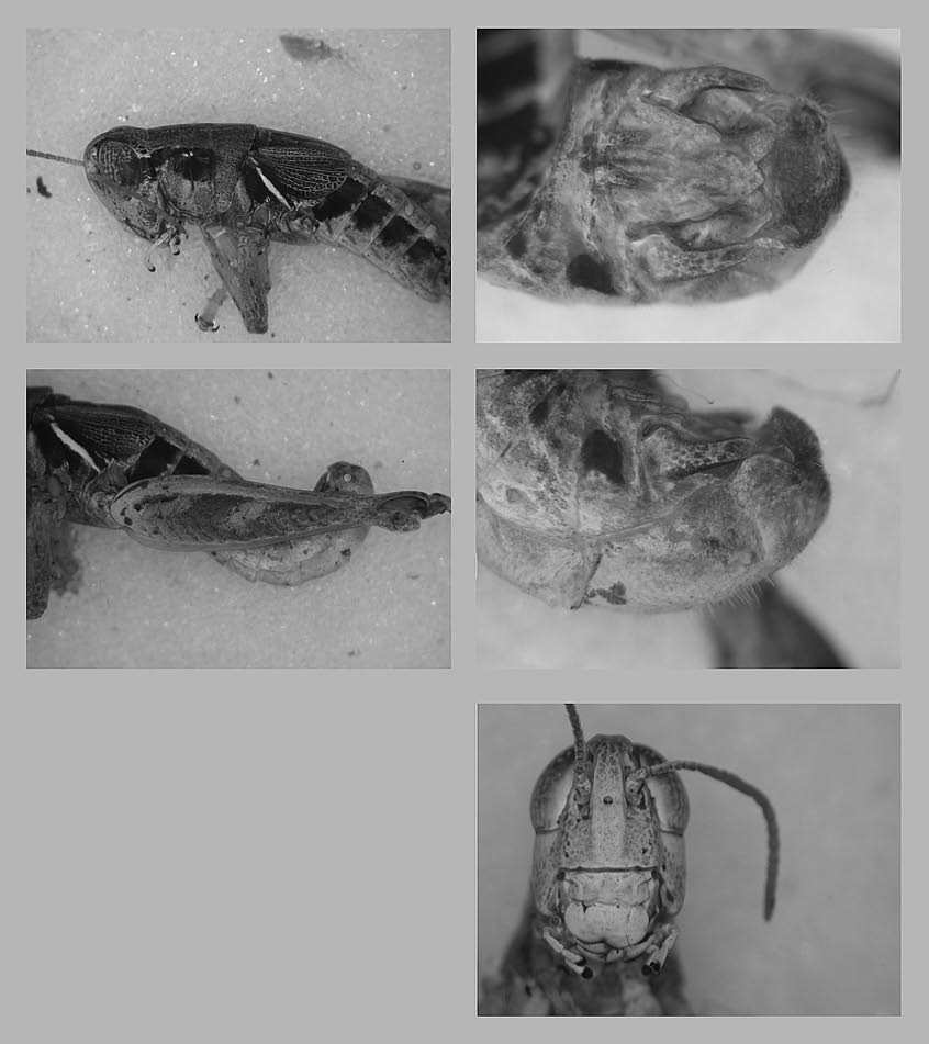 Melanoplus laurelae Otte, 2012: male genitalia. (Otu).