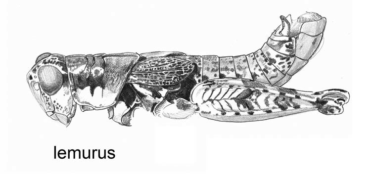 Melanoplus lemurus Otte, 2012: male. (Otu).
