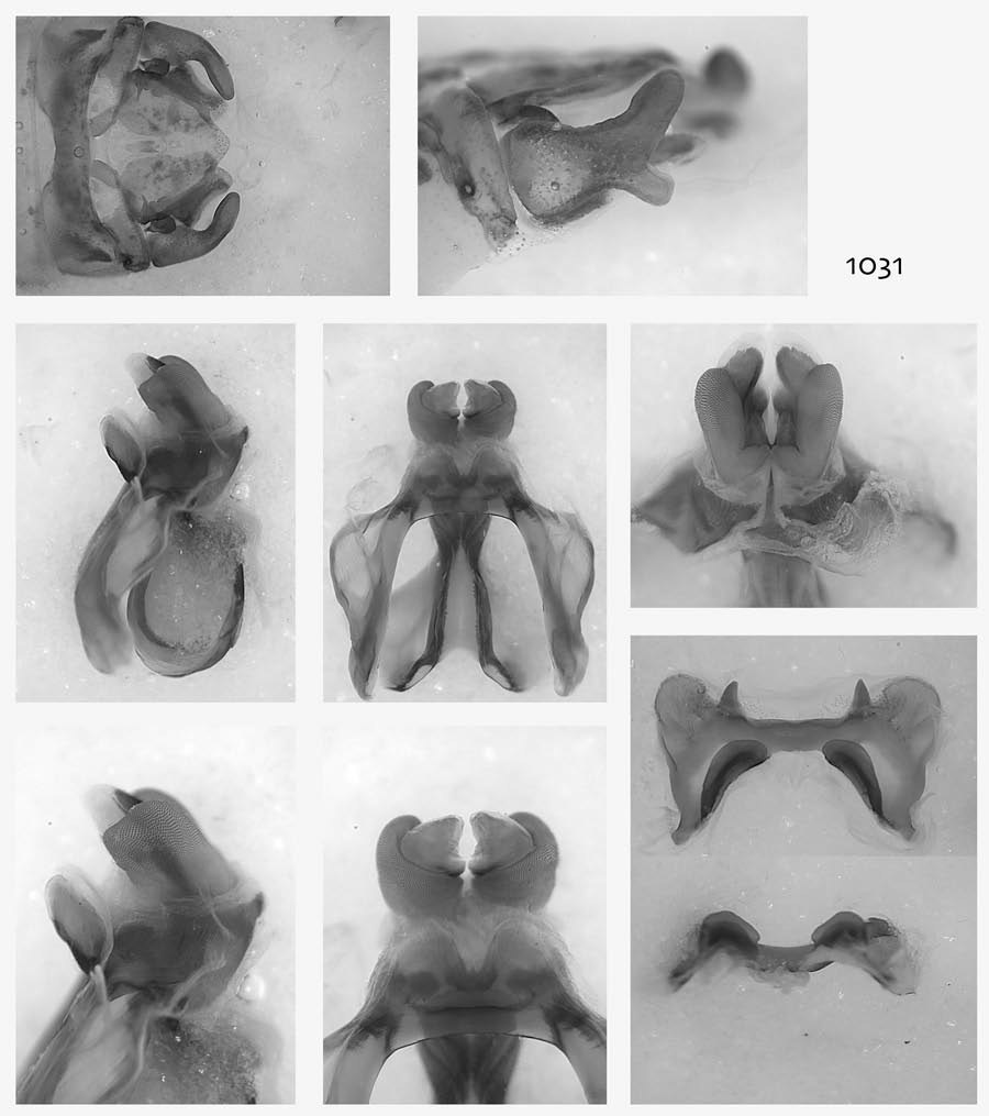 Melanoplus zento Otte, 2012: male genitalia. (Otu).