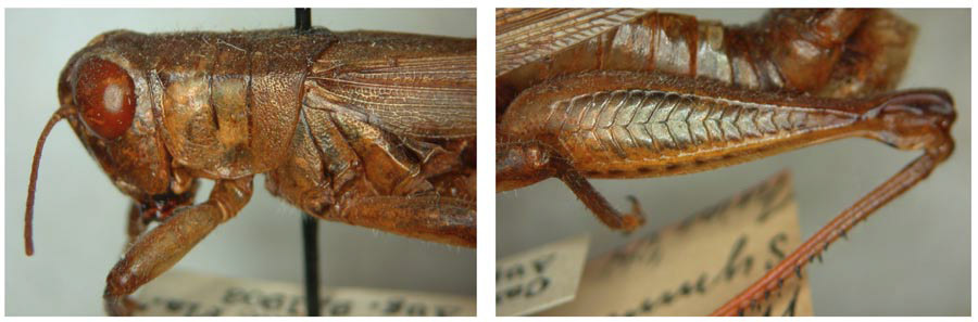 Melanoplus carrabellae Otte, 2012: make, lateral view. (Otu).