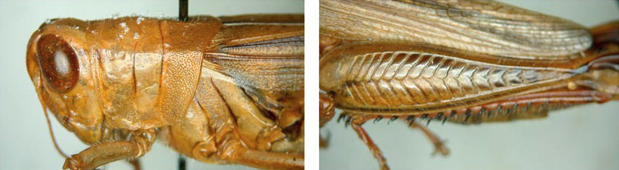 Melanoplus peatus Otte, 2012: male. (Otu).