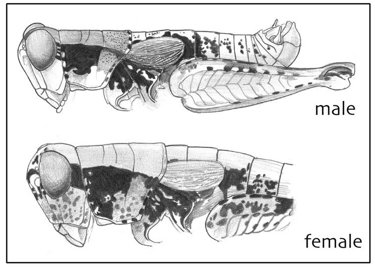 Melanoplus bonita Otte, 2012: (Otu).