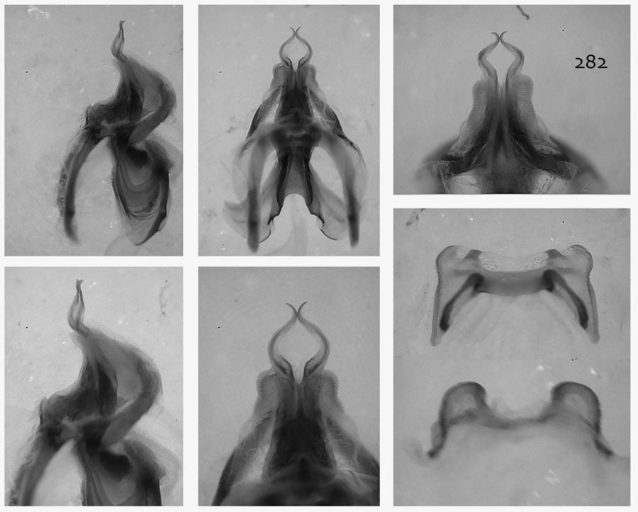 Melanoplus kissimmee Otte, 2012: male genitalia. (Otu).