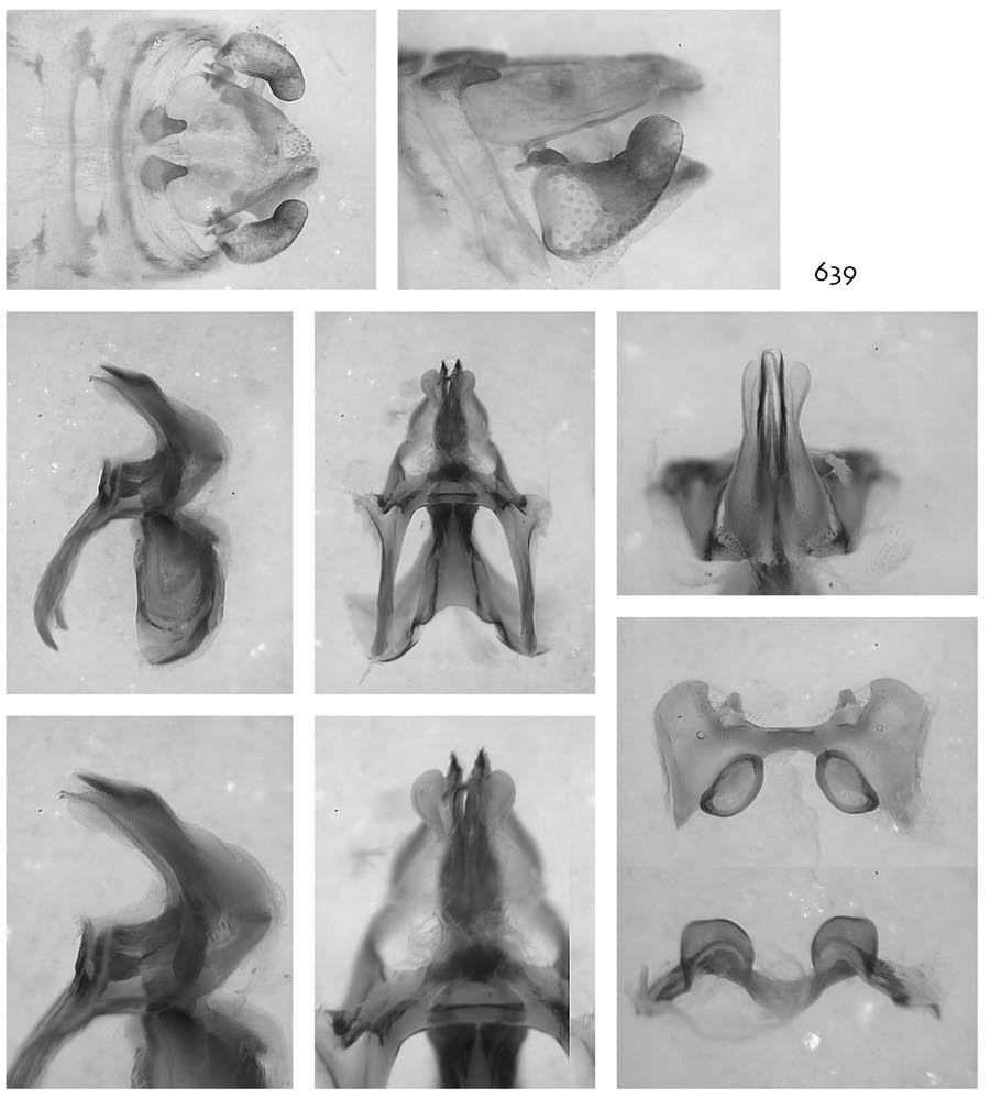 Melanoplus kendalli Otte, 2012: male genitalia. (Otu).