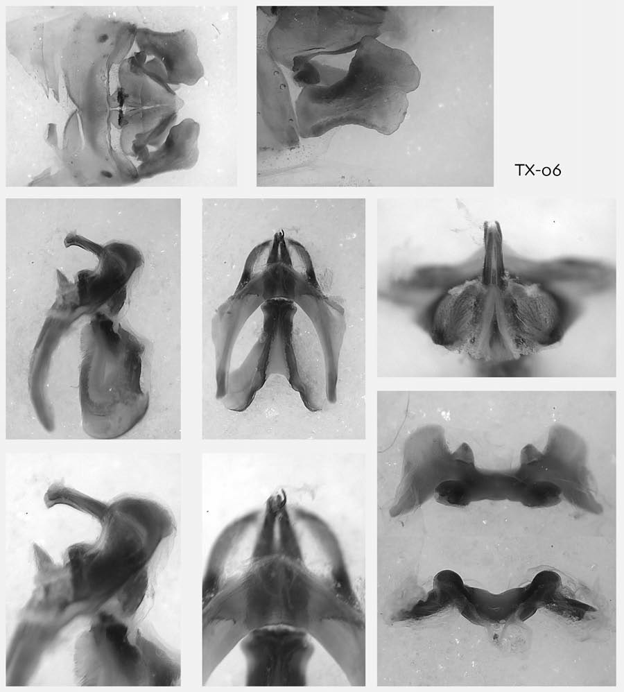 Melanoplus imtenda Otte, 2012: male genitalia. (Otu).