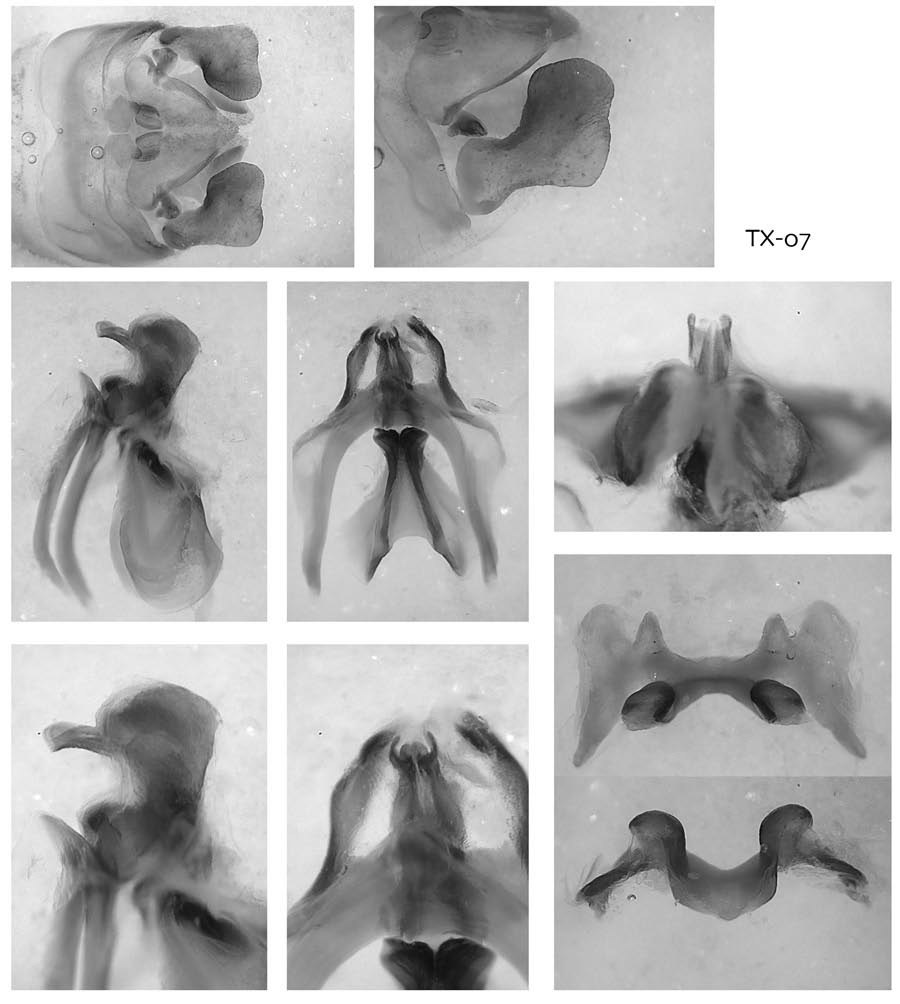 Melanoplus imto Otte, 2012: male genitalia. (Otu).