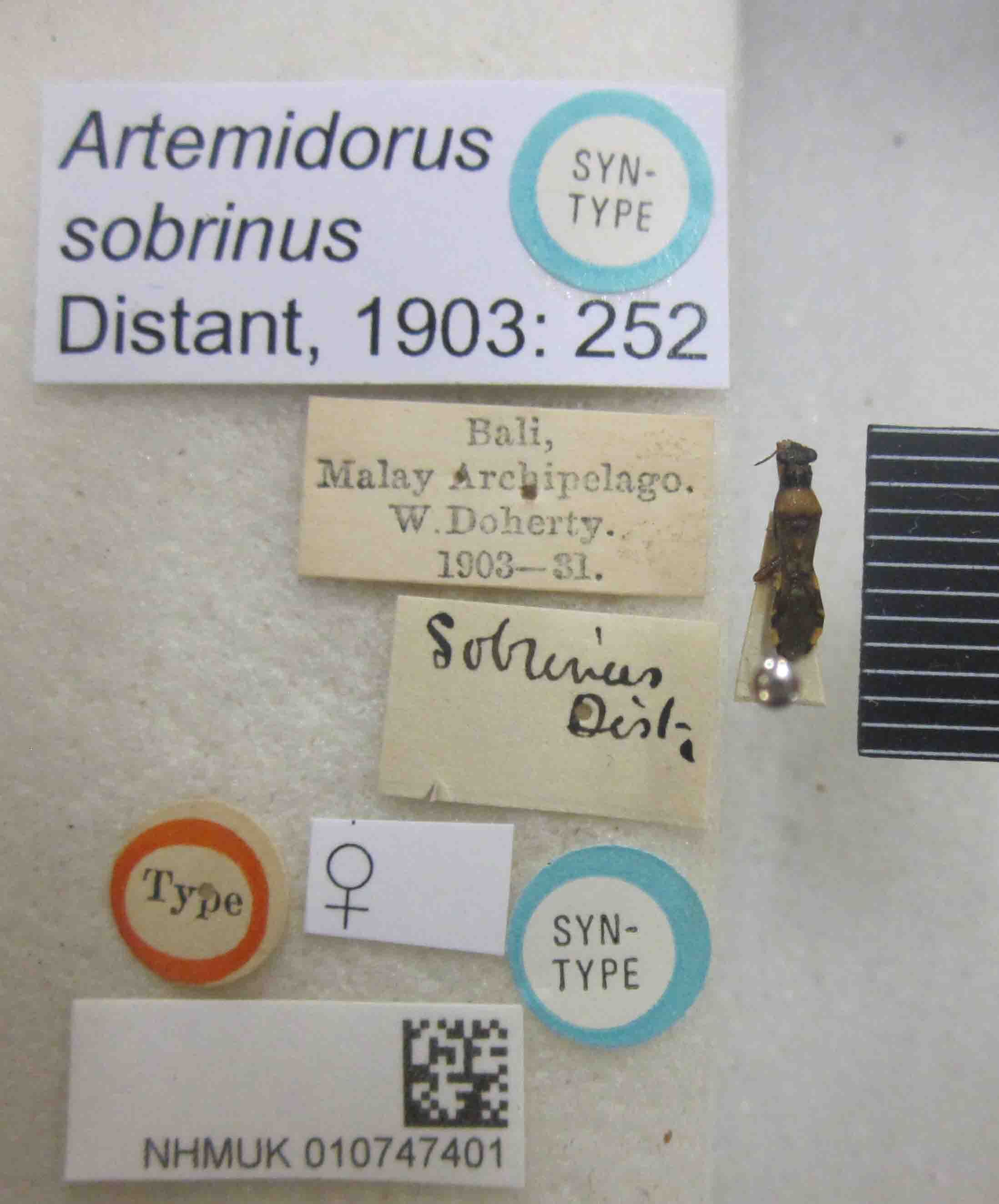 CollectionObject 1593460; ac20fe72-613c-425a-9553-79e0b2d1eb07: Artemidorus sobrinus. Syntype. (BMNH) - (CC BY-NC 4.0) Photo by Stuart Cole, reproduced with permission from the Natural History Museum, London, UK. (CollectionObject).