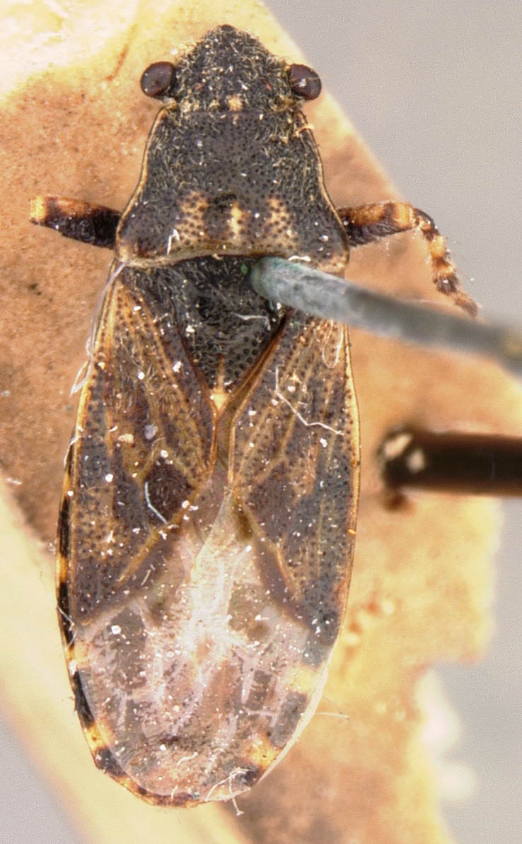 CollectionObject 1596664; 84eccaa9-2fa2-43d7-a08d-a283fb48e848: Phygadicus behrensii HOLOTYPE (NMNH) - (CC BY-NC 3.0) - Photo by Pablo M. Dellapé with permission from the National Museum of Natural History (NMNH), Smithsonian Institution, Washington, D.C. (CollectionObject).