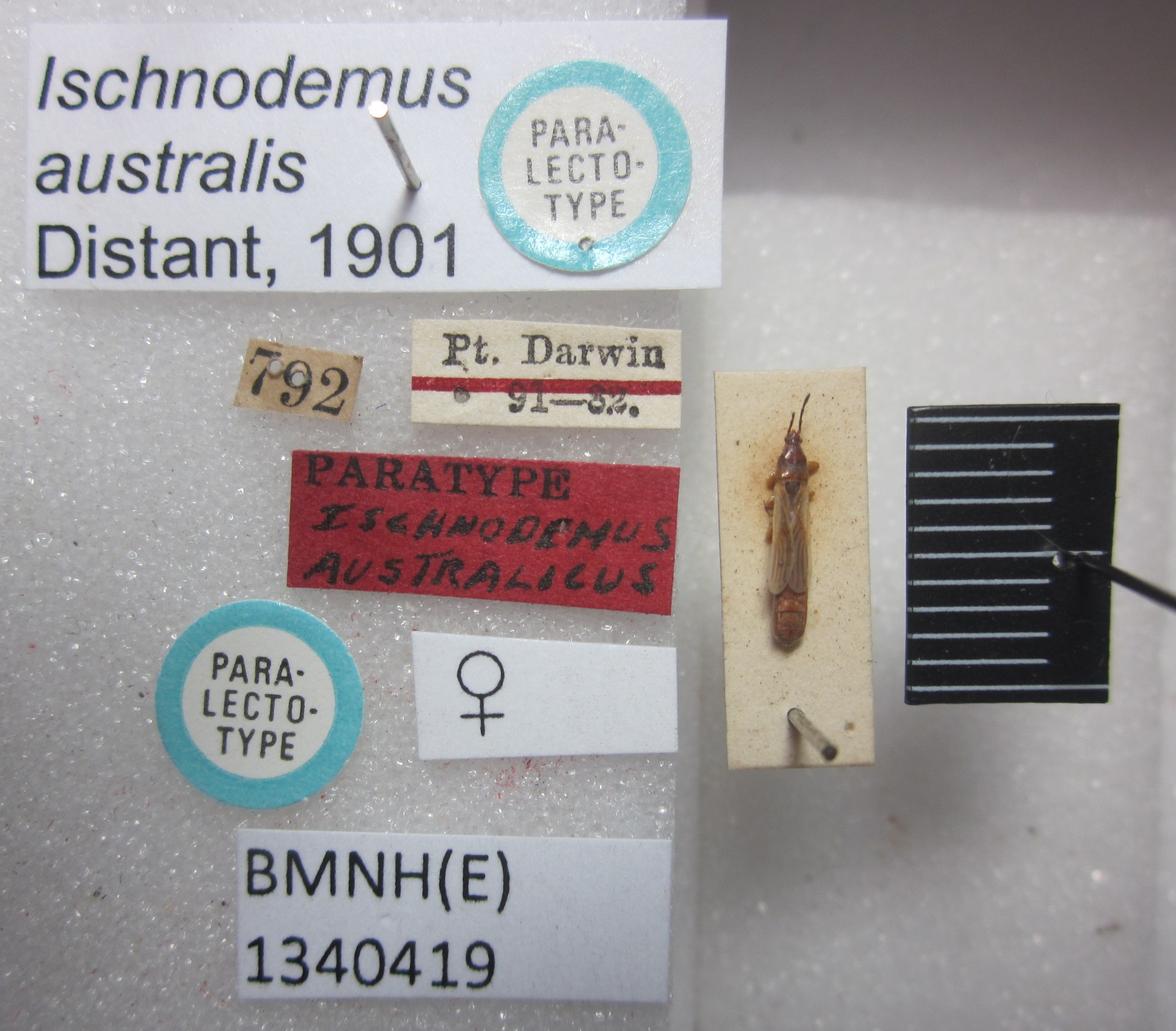 Macropes australis (Distant, 1901): Ischnodemus australis. Paralectotype. (BMNH) - (CC BY-NC 4.0) Photo by Stuart Cole, reproduced with permission from the Natural History Museum, London, UK. (Otu).