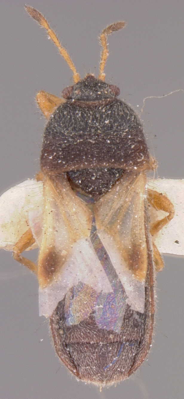Blissus occiduus Barber, 1918: Blissus occiduus HOLOTYPE (NMNH) - (CC BY-NC 3.0) - Photo by Pablo M. Dellapé with permission from the National Museum of Natural History (NMNH), Smithsonian Institution, Washington, D.C. (Otu).