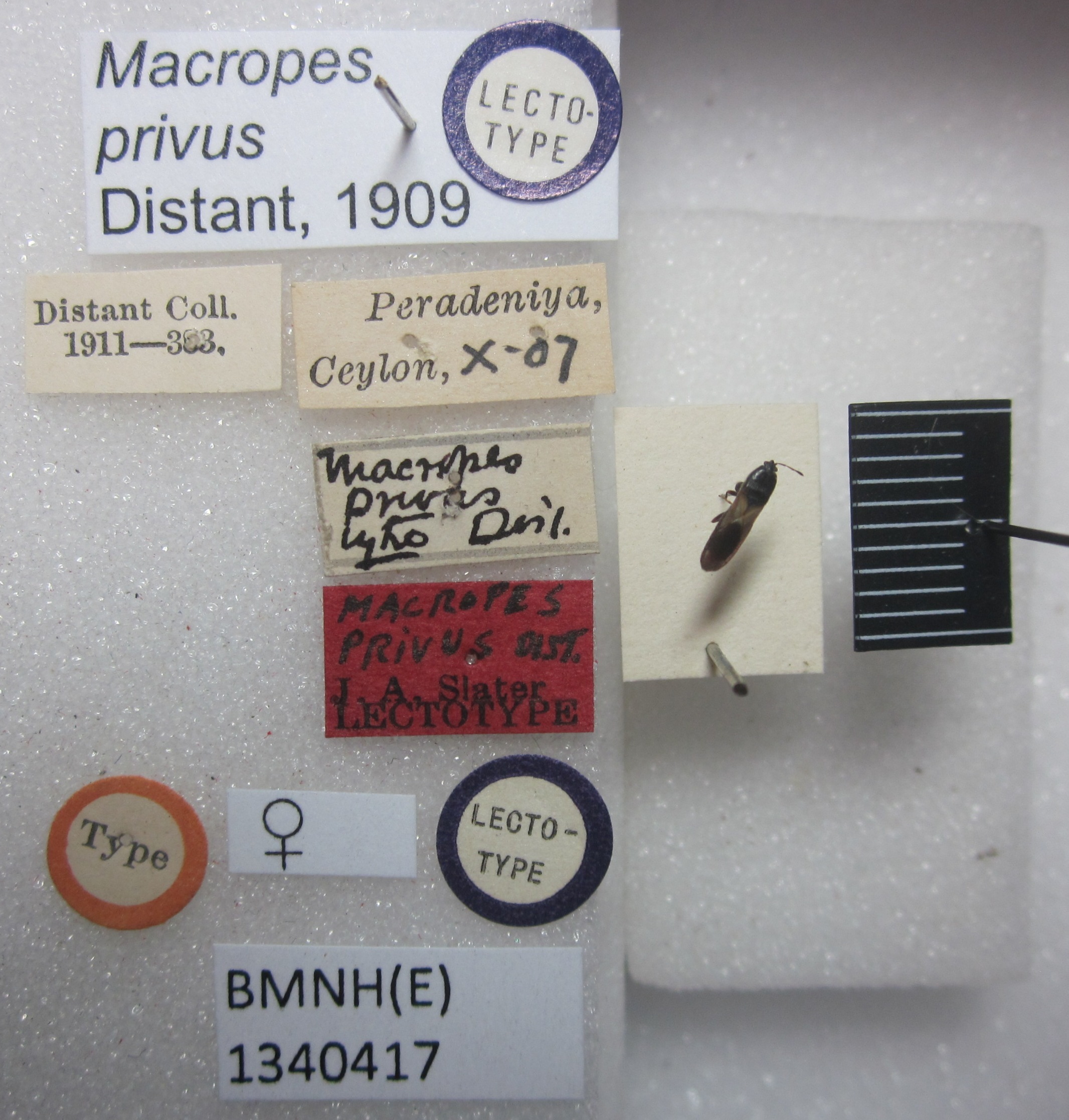 Macropes privus Distant, 1909: Macropes privus. Lectotype. (BMNH) - (CC BY-NC 4.0) Photo by Stuart Cole, reproduced with permission from the Natural History Museum, London, UK. (Otu).