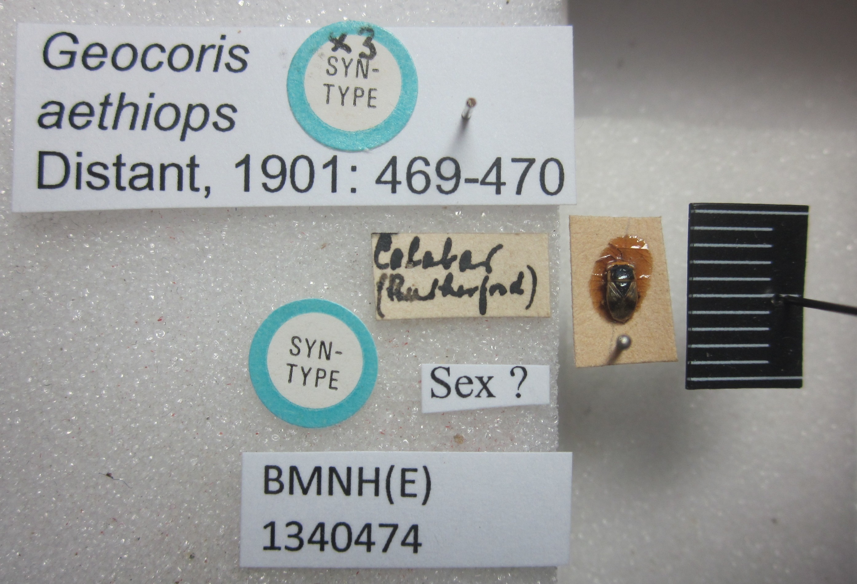 CollectionObject 1596261; 0ddb0d5d-498b-4999-b6ac-9411c8ca4057: Geocoris aethiops. Syntype. (BMNH) - (CC BY-NC 4.0) Photo by Stuart Cole, reproduced with permission from the Natural History Museum, London, UK. (CollectionObject).