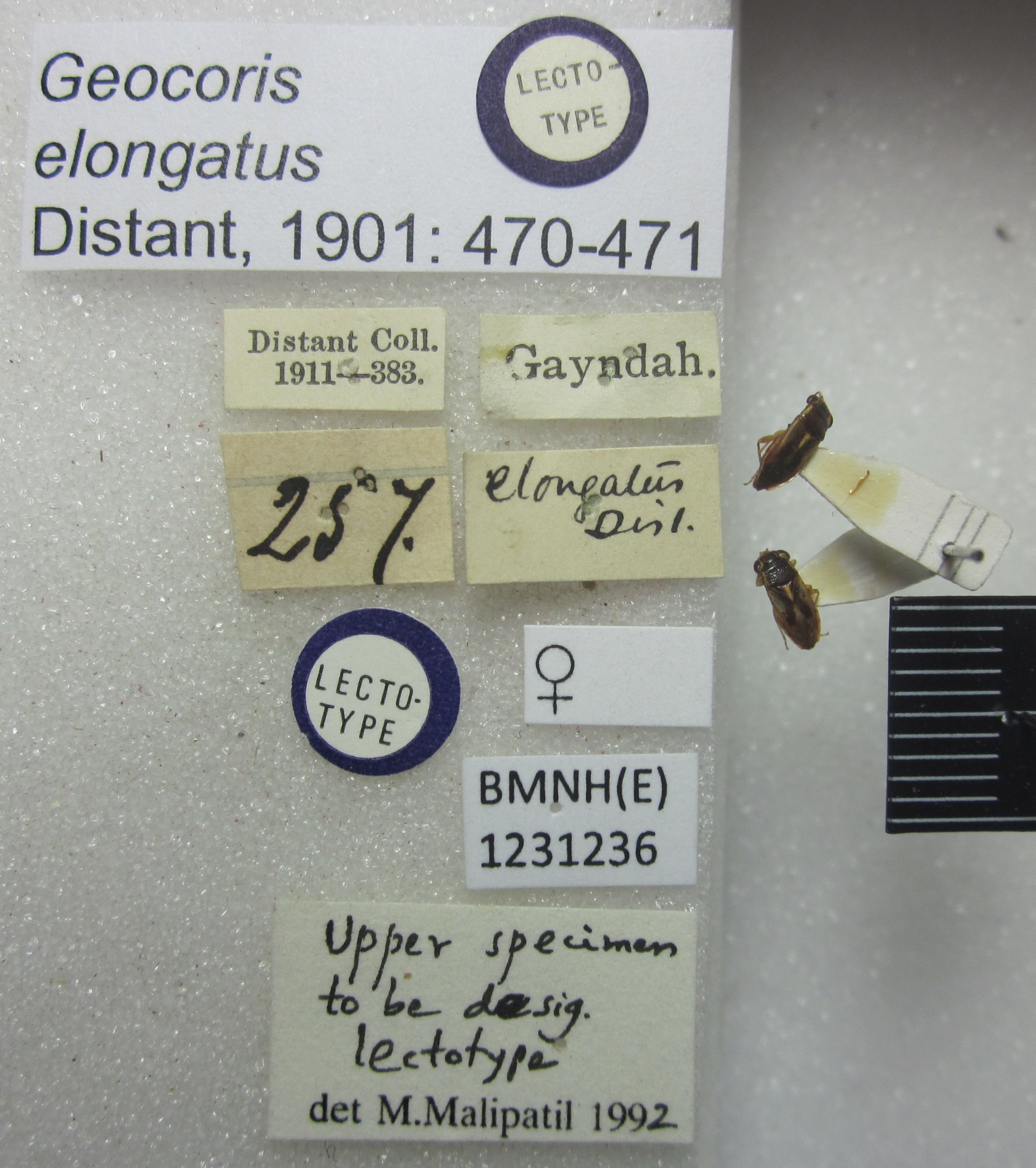 CollectionObject 1593595; 96f9d83c-e8b2-4be3-b902-bd04e2f35cc1: Geocoris elongatus. Lectotype and Paralectotype. (BMNH) - (CC BY-NC 4.0) Photo by Stuart Cole, reproduced with permission from the Natural History Museum, London, UK. (CollectionObject).