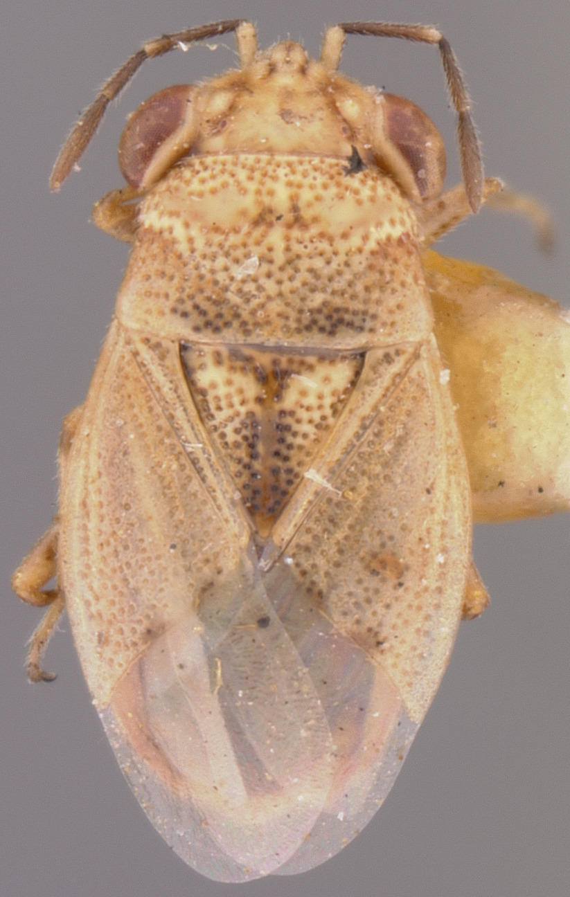 CollectionObject 1596431; 130cbd31-5d15-4440-a073-3a0cb2bb485c: Geocoris davisi HOLOTYPE (NMNH) - (CC BY-NC 3.0) - Photo by Pablo M. Dellapé with permission from the National Museum of Natural History (NMNH), Smithsonian Institution, Washington, D.C. (CollectionObject).