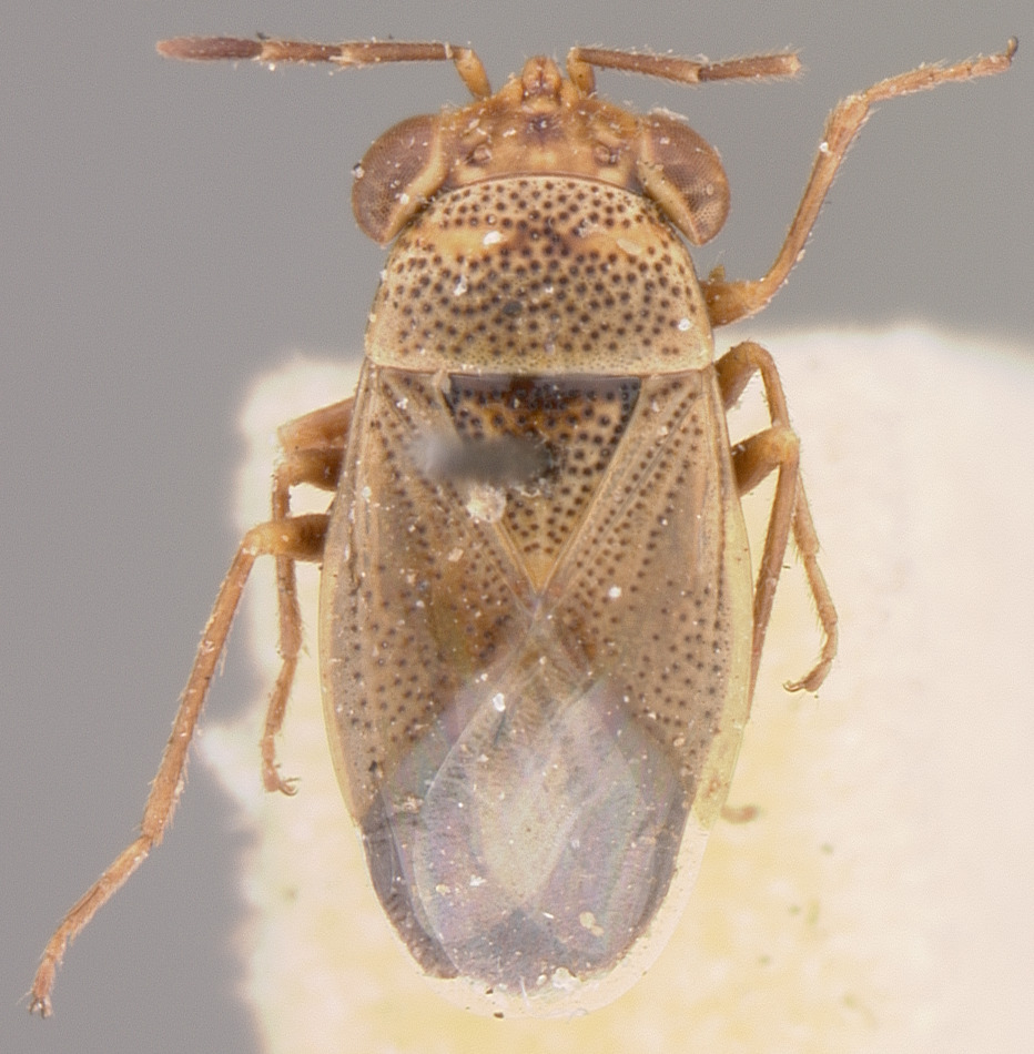 CollectionObject 1596515; 6d5a962e-64c8-4537-aeda-9b9219ab0b2b: Geocoris punctipes paulus HOLOTYPE (NMNH) - (CC BY-NC 3.0) - Photo by Pablo M. Dellapé with permission from the National Museum of Natural History (NMNH), Smithsonian Institution, Washington, D.C. (CollectionObject).