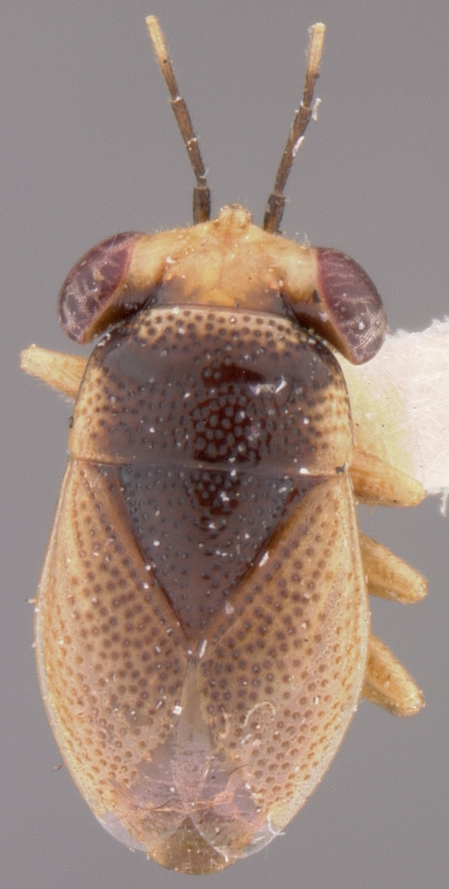 CollectionObject 1596514; 9cf31438-c296-4a05-9b85-40fdb74e5ef5: Geocoris omani HOLOTYPE (NMNH) - (CC BY-NC 3.0) - Photo by Pablo M. Dellapé with permission from the National Museum of Natural History (NMNH), Smithsonian Institution, Washington, D.C. (CollectionObject).