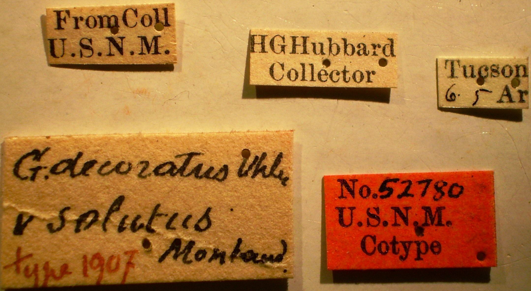 Geocoris (Geocoris) decoratus Uhler, 1877: Geocoris decoratus - Holotype Labels (NMNH) - (CC BY-NC 3.0) - Photo by Pablo M. Dellapé with permission from the National Museum of Natural History (NMNH), Smithsonian Institution, Washington, D.C. (Otu).