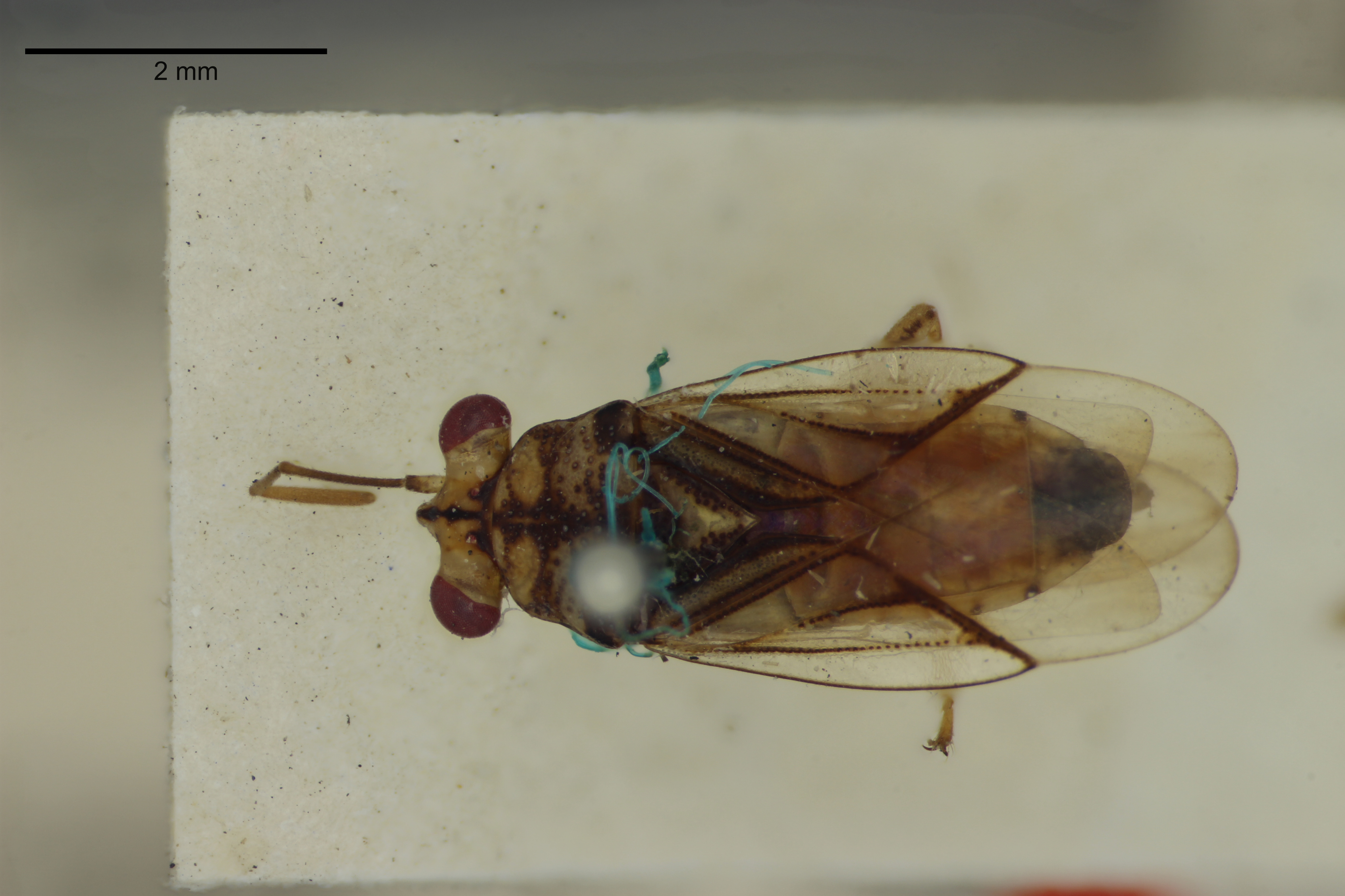 Germalus buxtoni China, 1930: Germalus buxtoni. Dorsal habitus. (BMNH) - (CC BY-NC 4.0) Photo by Stuart Cole, reproduced with permission from the Natural History Museum, London, UK. (Otu).