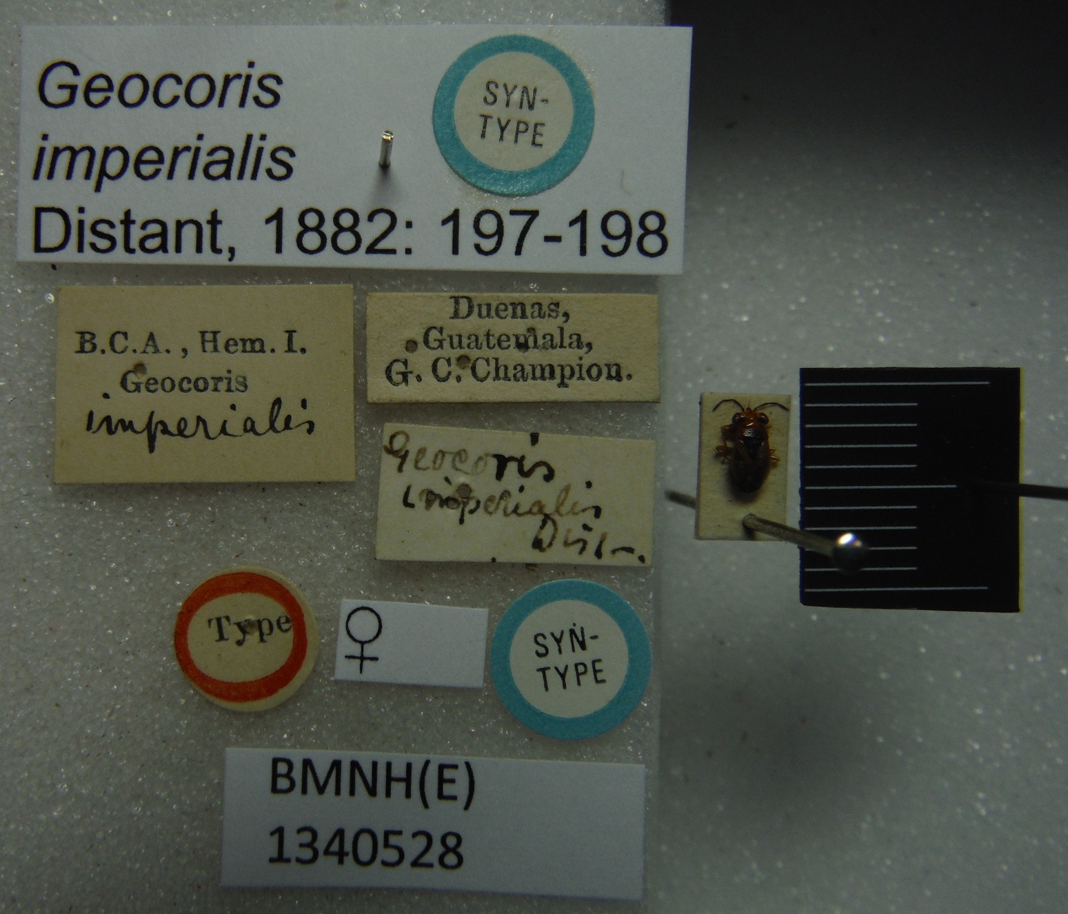CollectionObject 1596857; 10d42111-db3a-4df9-940b-74d787b02f14: Geocoris imperialis. Syntype. (BMNH) - (CC BY-NC 4.0) Photo by Stuart Cole, reproduced with permission from the Natural History Museum, London, UK. (CollectionObject).
