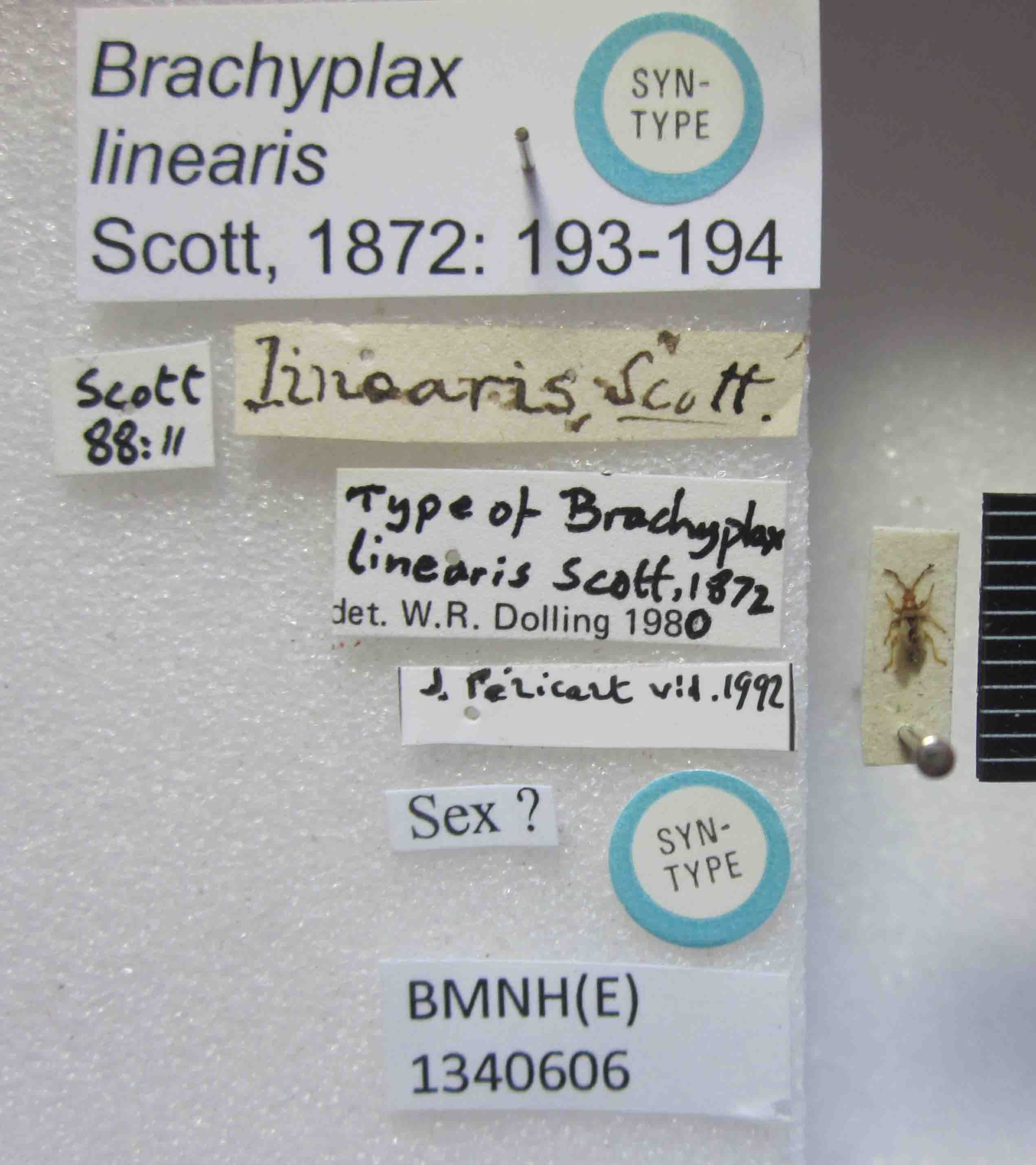 Brachyplax linearis Scott, 1872: Brachyplax linearis. Syntype. (BMNH) - (CC BY-NC 4.0) Photo by Stuart Cole, reproduced with permission from the Natural History Museum, London, UK. (Otu).