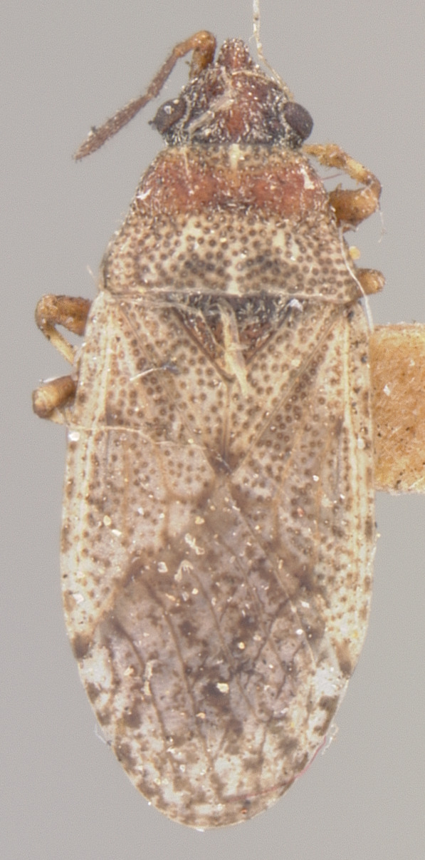 CollectionObject 1595447; 5e12d4b2-c47f-4af4-a5f3-e7392303b9e0: Oxycarenus scabrosus SYNTYPE (NMNH) - (CC BY-NC 3.0) - Photo by Pablo M. Dellapé with permission from the National Museum of Natural History (NMNH), Smithsonian Institution, Washington, D.C. (CollectionObject).
