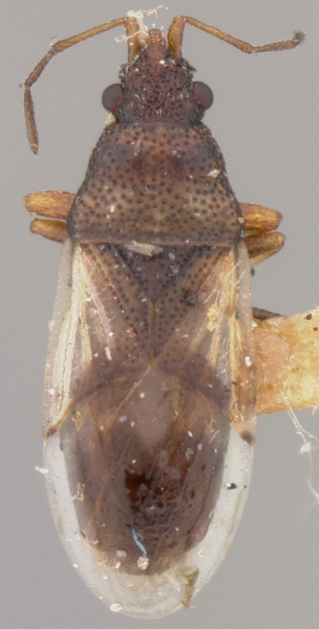 CollectionObject 1595230; 1a9b8602-a469-46fb-ac5a-e1974dc13052: Crophius schwarzi SYNTYPE (NMNH) - (CC BY-NC 3.0) - Photo by Pablo M. Dellapé with permission from the National Museum of Natural History (NMNH), Smithsonian Institution, Washington, D.C. (CollectionObject).