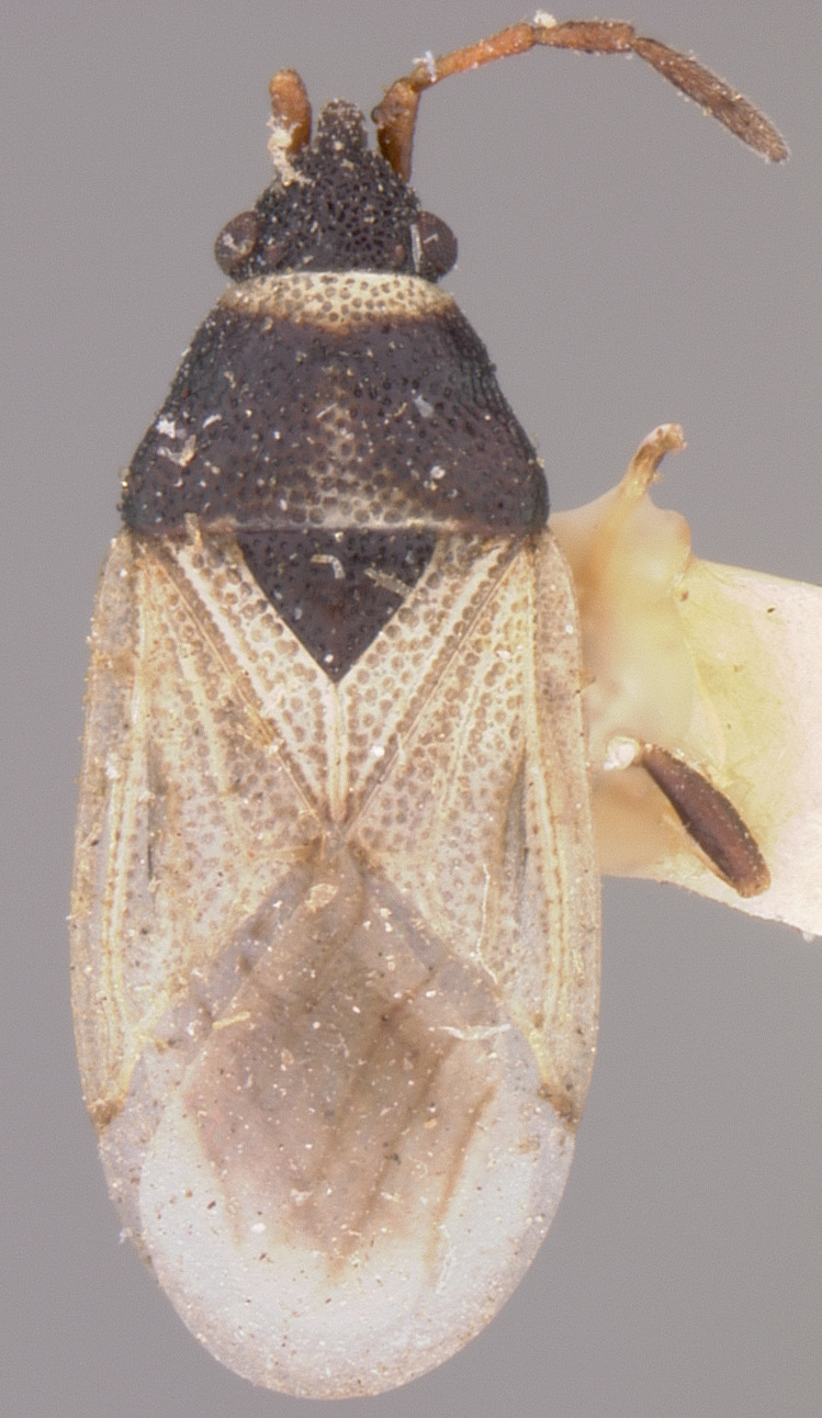 CollectionObject 1595225; a7ce5d2b-4b54-4ae3-83c1-873409fd53e1: Crophius albidus HOLOTYPE (NMNH) - (CC BY-NC 3.0) - Photo by Pablo M. Dellapé with permission from the National Museum of Natural History (NMNH), Smithsonian Institution, Washington, D.C. (CollectionObject).