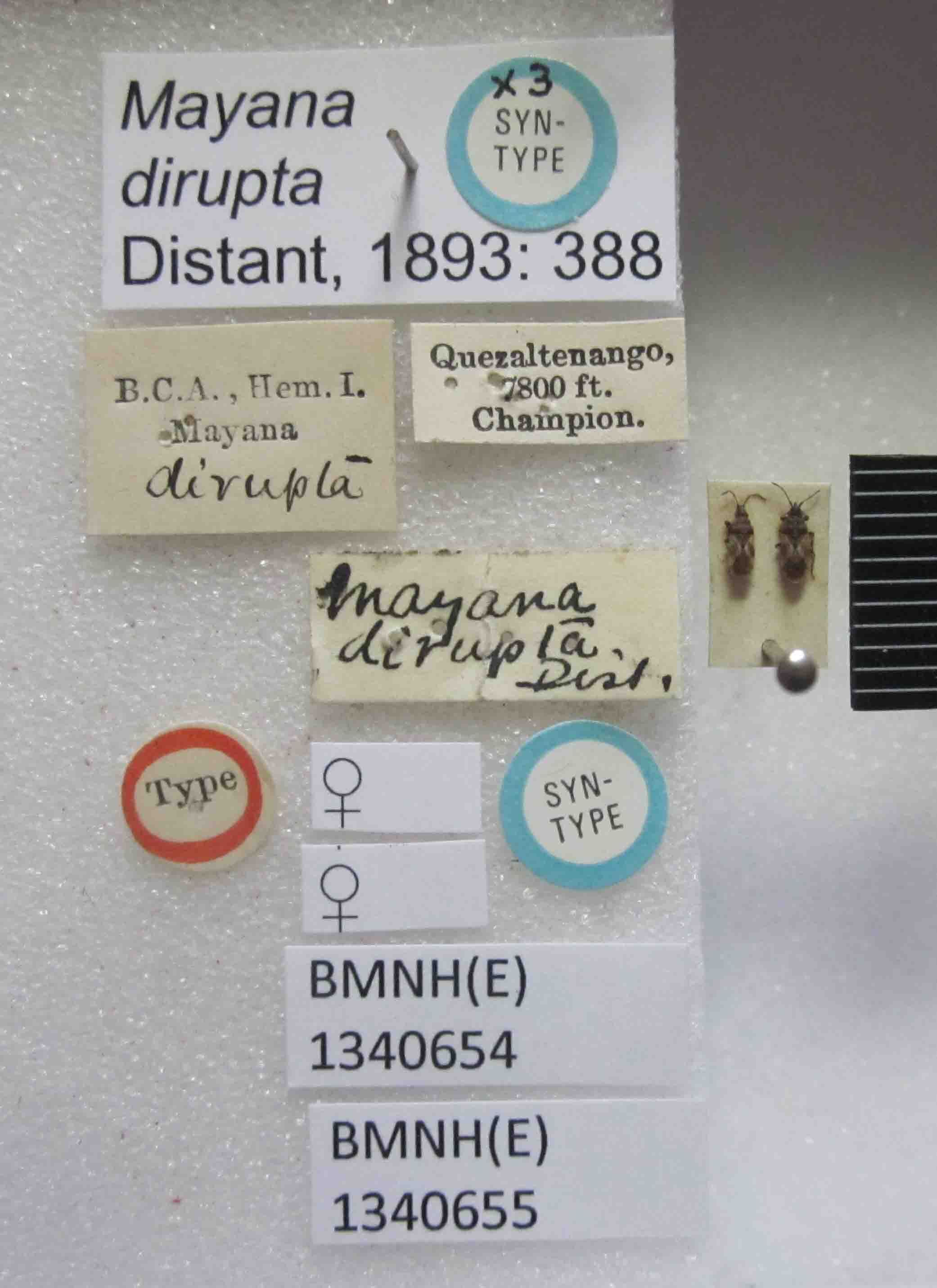 Mayana diruptus Distant, 1882: Mayana dirupta. Syntype. (BMNH) - (CC BY-NC 4.0) Photo by Stuart Cole, reproduced with permission from the Natural History Museum, London, UK. (Otu).