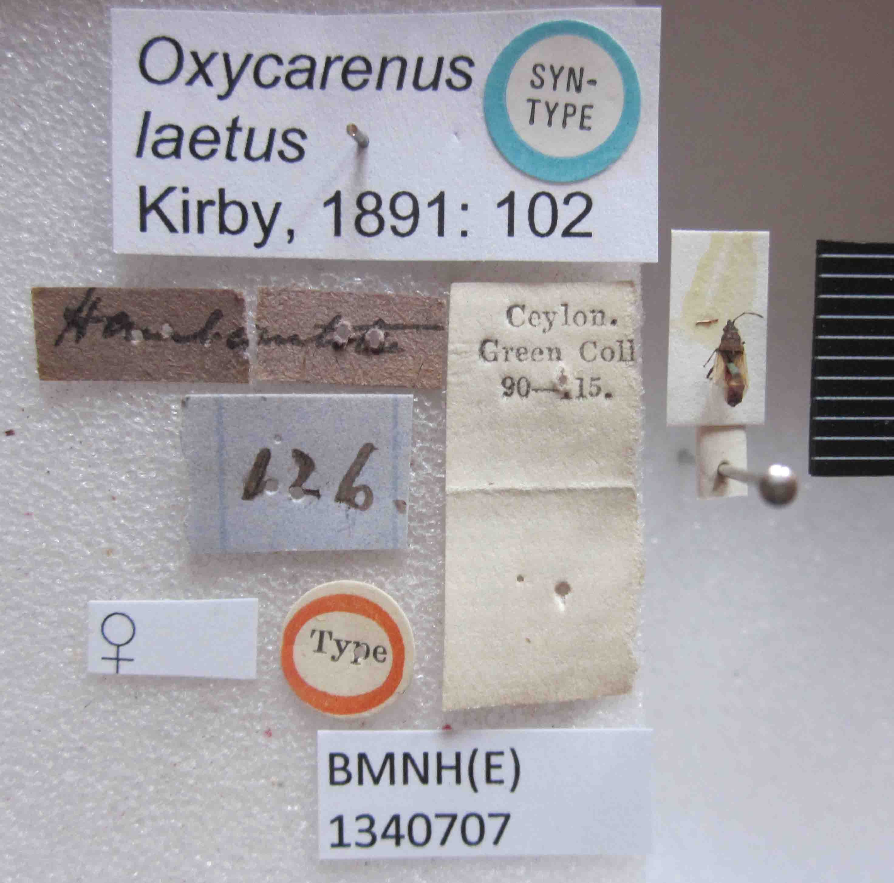 Oxycarenus (Oxycarenus) laetus Kirby, 1891: Oxycarenus laetus. Syntype. (BMNH) - (CC BY-NC 4.0) Photo by Stuart Cole, reproduced with permission from the Natural History Museum, London, UK. (Otu).