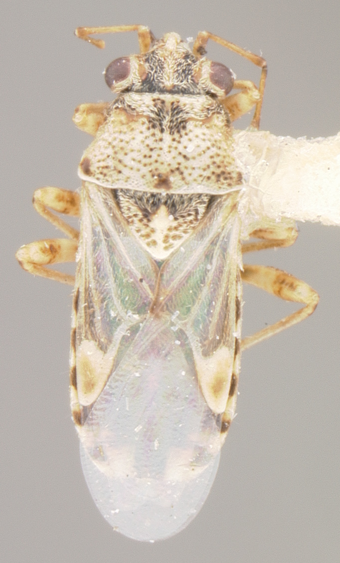 CollectionObject 1596689; 151166f5-536c-4f4c-b432-2083598aaa4a: Hyalonysius pallidomaculatus HOLOTYPE (NMNH) - (CC BY-NC 3.0) - Photo by Pablo M. Dellapé with permission from the National Museum of Natural History (NMNH), Smithsonian Institution, Washington, D.C. (CollectionObject).