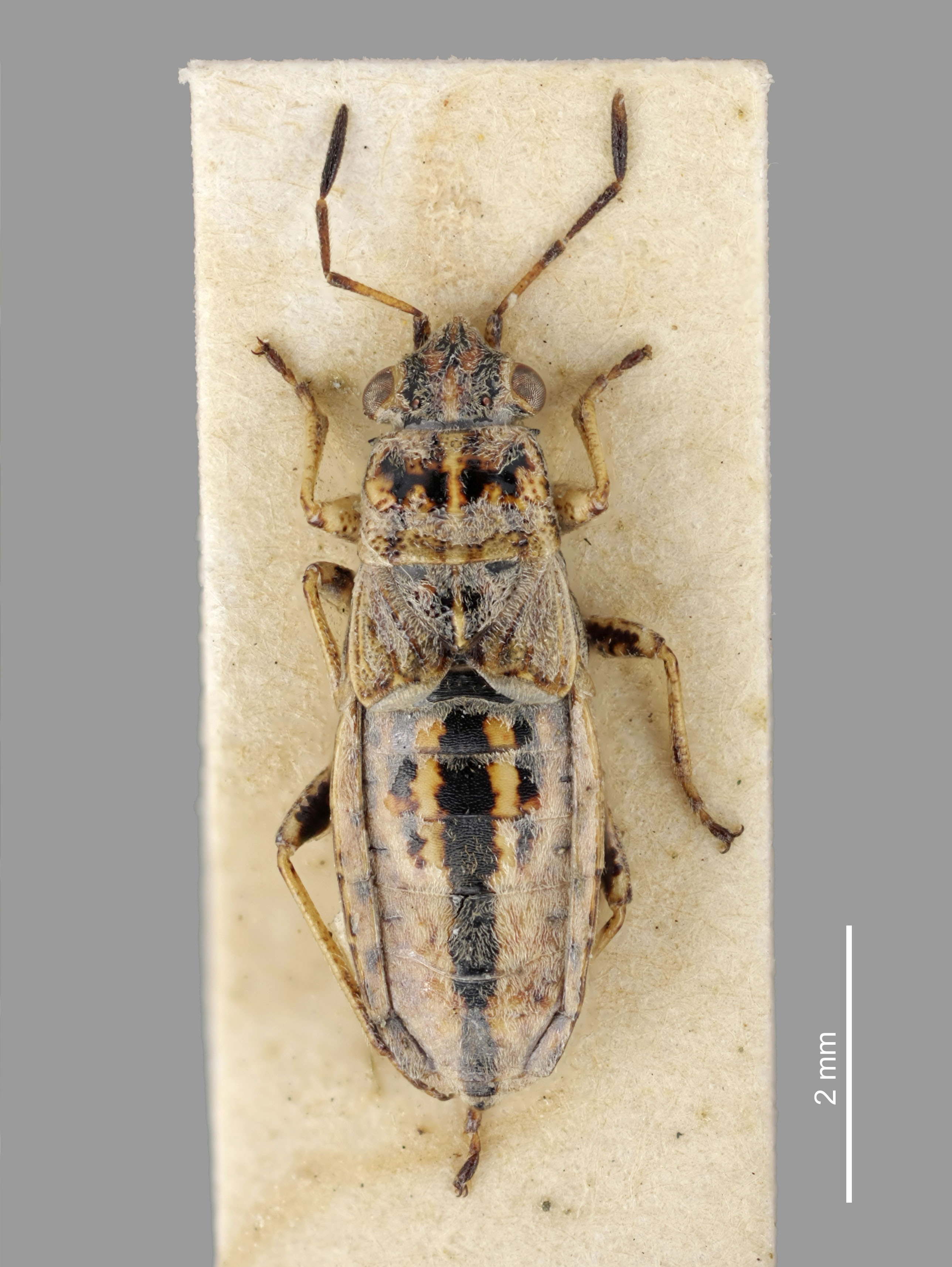 CollectionObject 1594126; 23ae9f0b-52ef-4de6-a765-c6f351f81654: Nysius anceps White,1878 Syntype (CC BY-NC 3.0) Attribution: © The Natural History Museum. Photograph: Tristan Bantock. (CollectionObject).