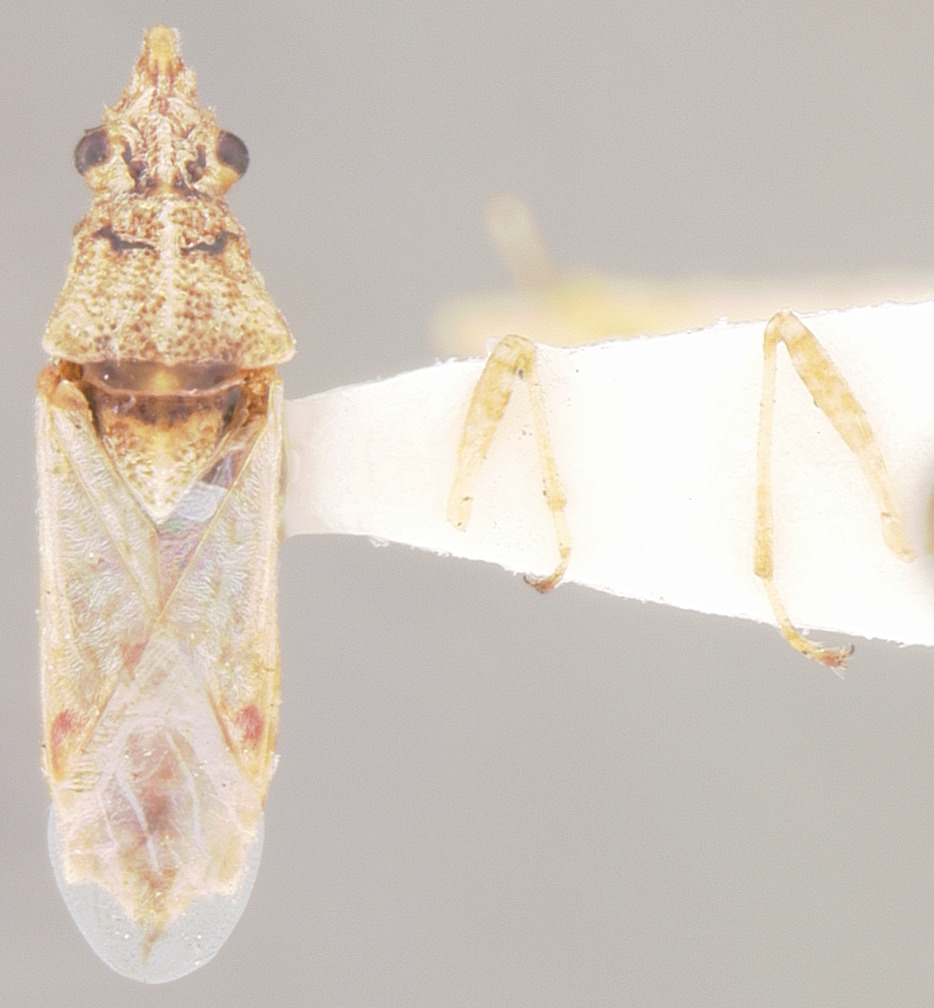 Neortholomus koreshanus (Van Duzee, 1909): Belonochilus koreshanus LECTOTYPE (NMNH) - (CC BY-NC 3.0) - Photo by Pablo M. Dellapé with permission from the National Museum of Natural History (NMNH), Smithsonian Institution, Washington, D.C. (Otu).
