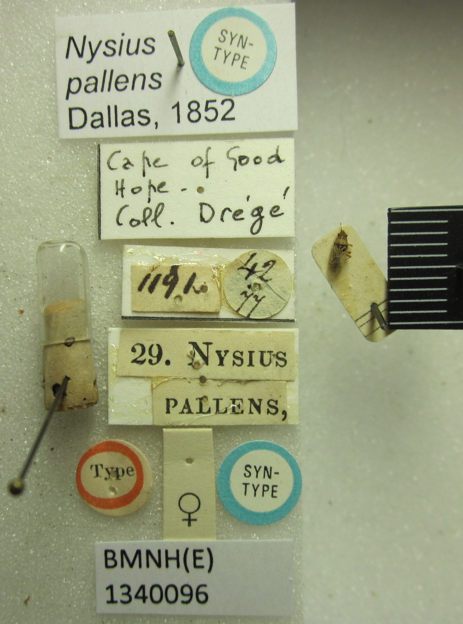 Nysius senecionis pallens Dallas, 1852: Nysius pallens. Syntype. (BMNH) - (CC BY-NC 4.0) Photo by Stuart Cole, reproduced with permission from the Natural History Museum, London, UK. (Otu).