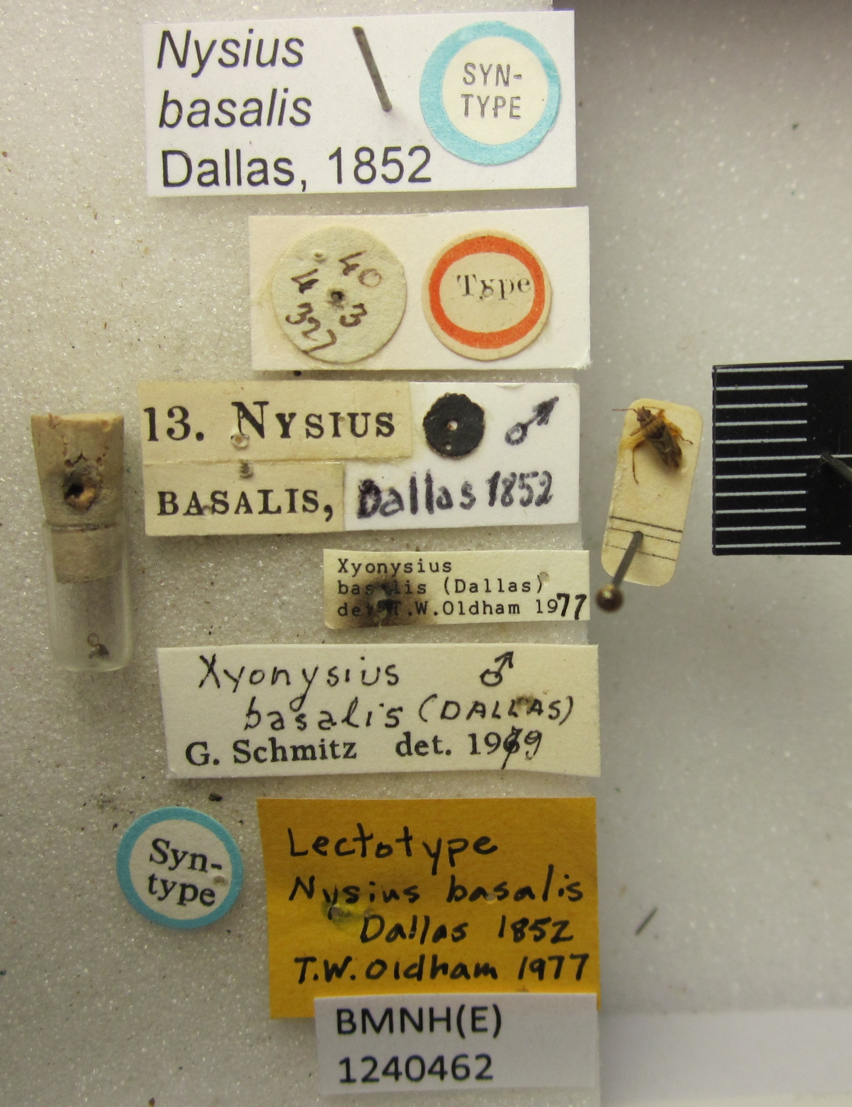 CollectionObject 1593345; 6dc7ba7b-3743-4393-8a4c-08c35eb4c5aa: Nysius basalis. Syntype. (BMNH) - (CC BY-NC 4.0) Photo by Stuart Cole, reproduced with permission from the Natural History Museum, London, UK. (CollectionObject).