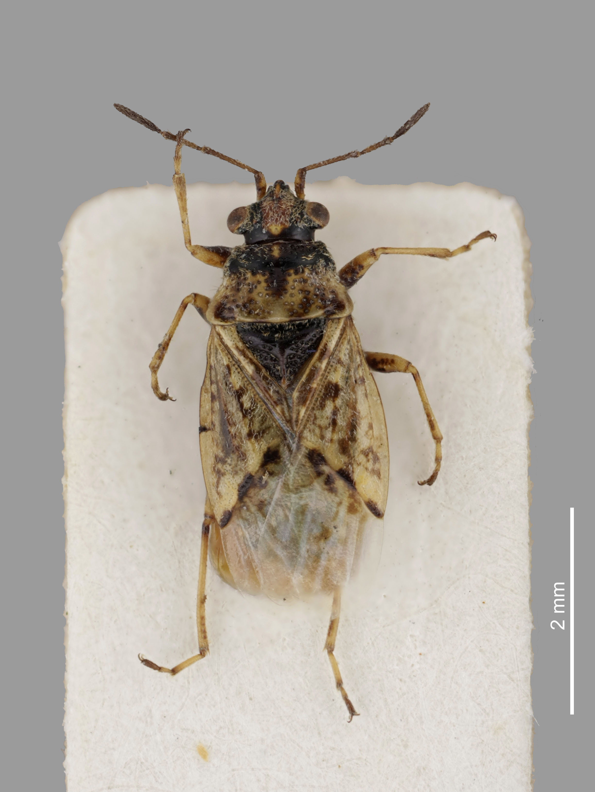 Nysius huttoni White, 1878: Nysius huttoni White,1878 Lectotype (CC BY-NC 3.0) Attribution: © The Natural History Museum. Photograph: Tristan Bantock. (Otu).