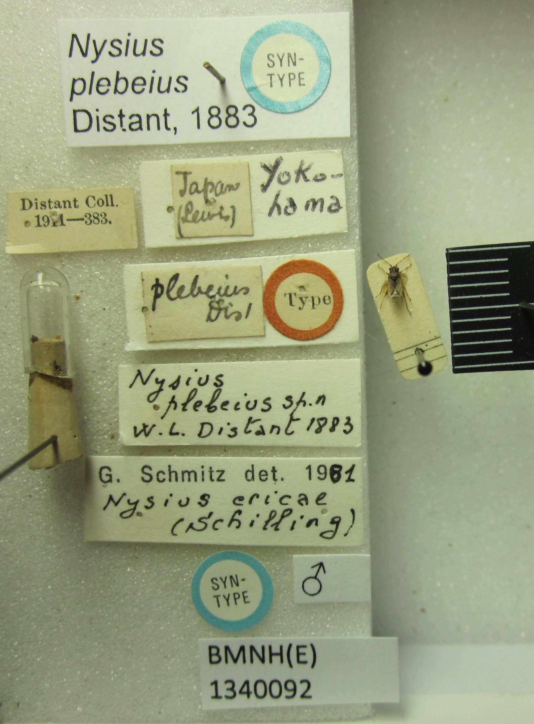 Nysius plebeius Distant, 1883: Nysius plebeius. Syntype. (BMNH) - (CC BY-NC 4.0) Photo by Stuart Cole, reproduced with permission from the Natural History Museum, London, UK. (Otu).