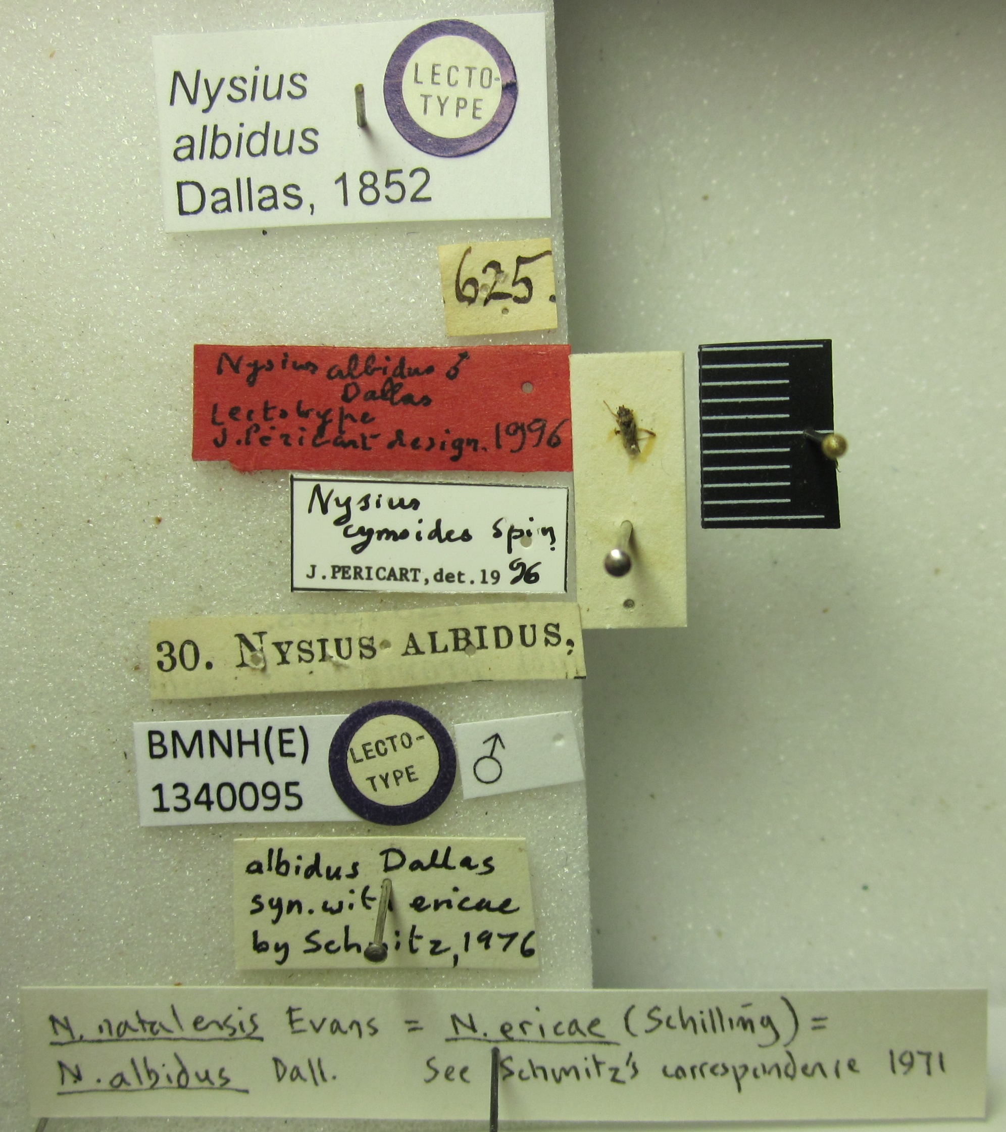 Nysius ericae albidus Dallas, 1852: Nysius albidus. Lectotype. (BMNH) - (CC BY-NC 4.0) Photo by Stuart Cole, reproduced with permission from the Natural History Museum, London, UK. (Otu).