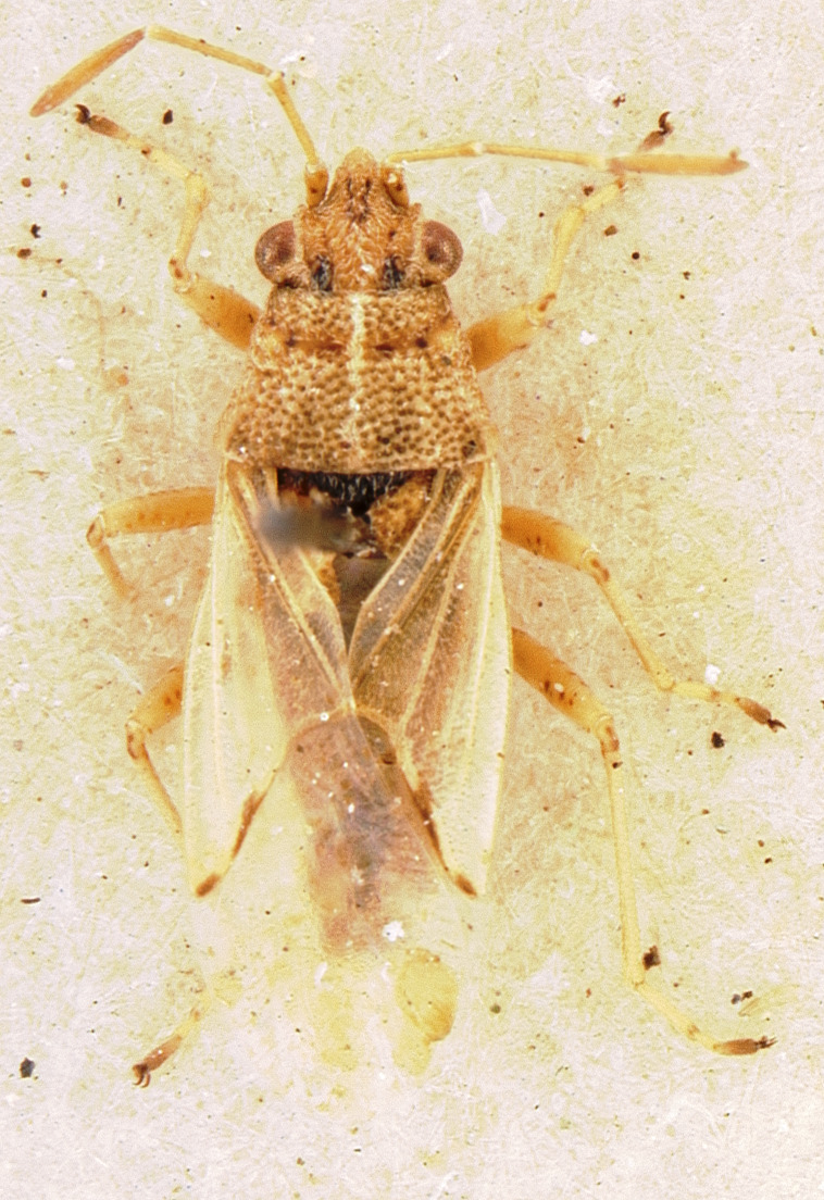 Nysius senecionis (Schilling, 1829): Nysius senecionis aegyptiacus TYPE (NMNH) - (CC BY-NC 3.0) - Photo by Pablo M. Dellapé with permission from the National Museum of Natural History (NMNH), Smithsonian Institution, Washington, D.C. (Otu).