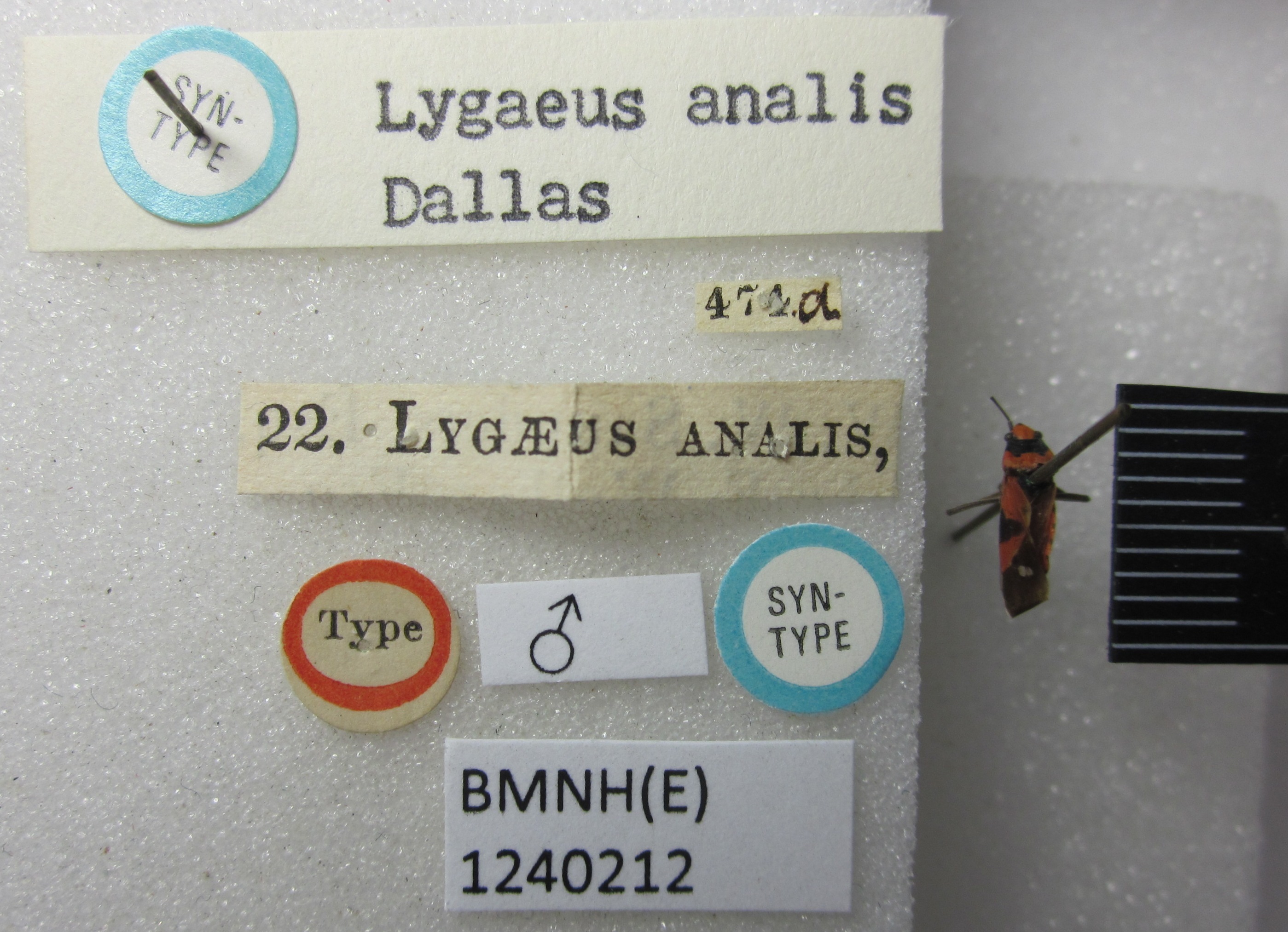 CollectionObject 1597302; 0e611d52-bd6c-4c1c-90d8-b731f1e4ce54: Lygaeus analis. Syntype. (BMNH) - (CC BY-NC 4.0) Photo by Stuart Cole, reproduced with permission from the Natural History Museum, London, UK. (CollectionObject).