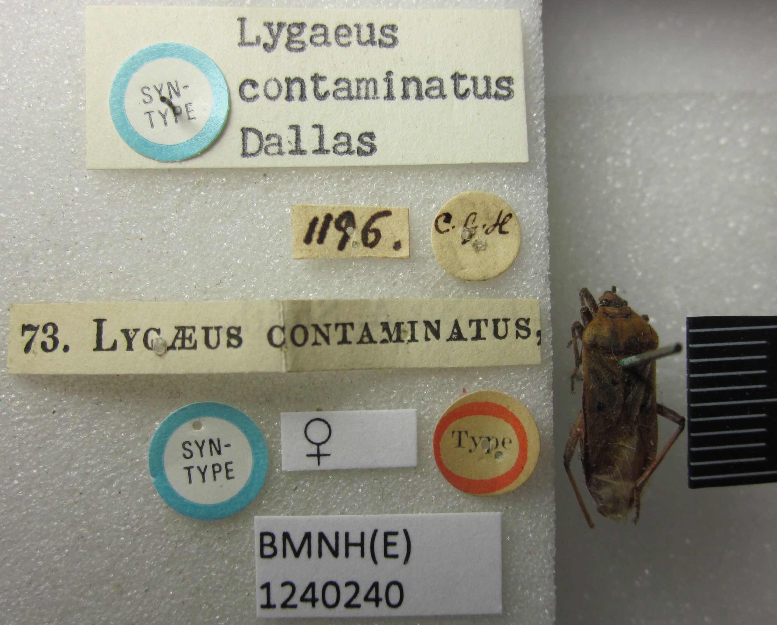 Microspilus contaminatus (Dallas, 1852): Lygaeus contaminatus. Syntype. (BMNH) - (CC BY-NC 4.0) Photo by Stuart Cole, reproduced with permission from the Natural History Museum, London, UK. (Otu).