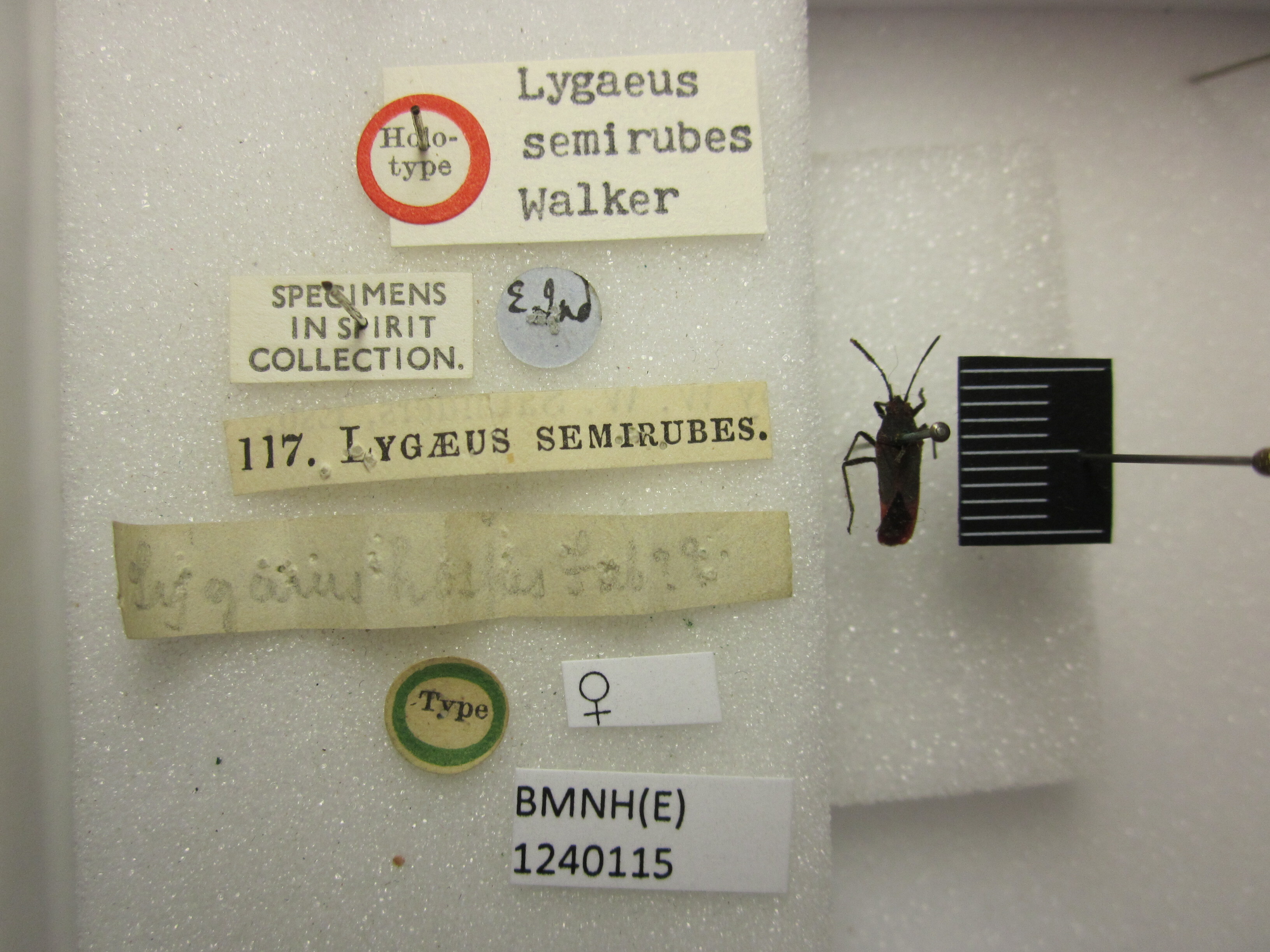 Caenocoris semirubes (Walker, 1872): Lygaeus semirubes (BMNH) - (CC BY-NC 4.0) Photo by Stuart Cole, reproduced with permission from the Natural History Museum, London, UK. (Otu).