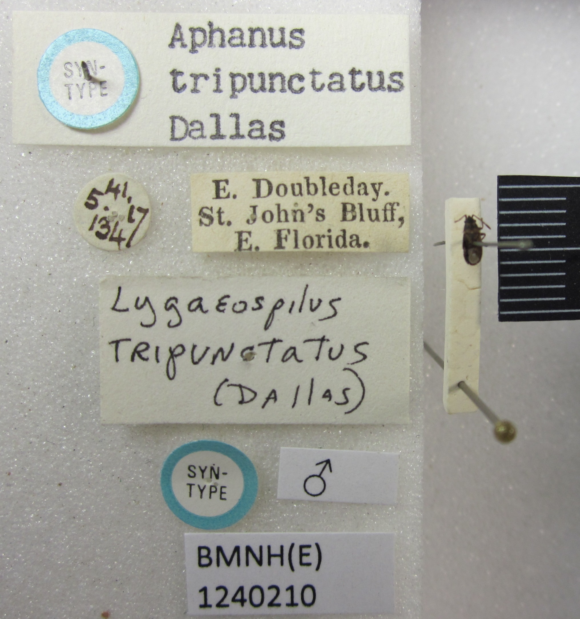 CollectionObject 1597285; af5e5bb1-00e4-49f1-84f8-391ecad03a32: Aphanus tripunctatus. Syntype. (BMNH) - (CC BY-NC 4.0) Photo by Stuart Cole, reproduced with permission from the Natural History Museum, London, UK. (CollectionObject).