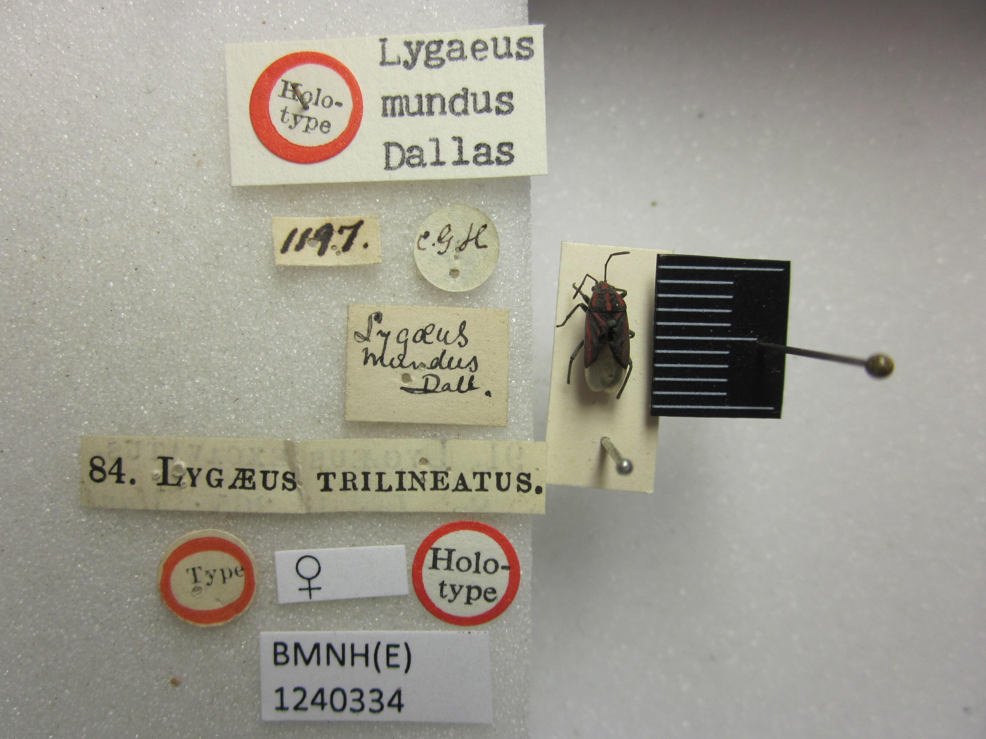Spilostethus mundus (Dallas, 1852): Lygaeus mundus. Holotype. (BMNH) - (CC BY-NC 4.0) Photo by Stuart Cole, reproduced with permission from the Natural History Museum, London, UK. (Otu).