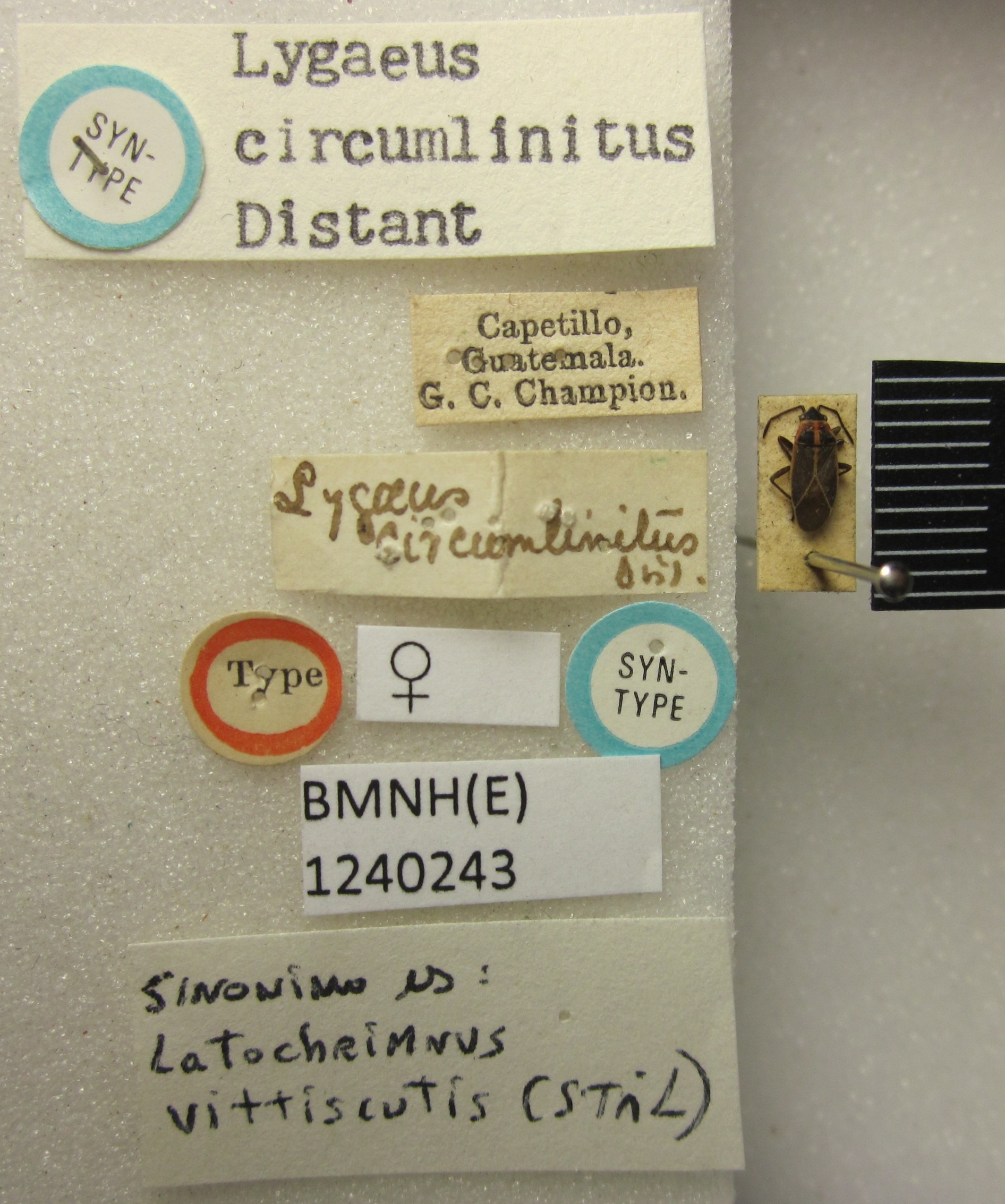 Neacoryphus circumlinitus (Distant, 1882): Lygaeus circumlinitus. Syntype. (BMNH) - (CC BY-NC 4.0) Photo by Stuart Cole, reproduced with permission from the Natural History Museum, London, UK. (Otu).
