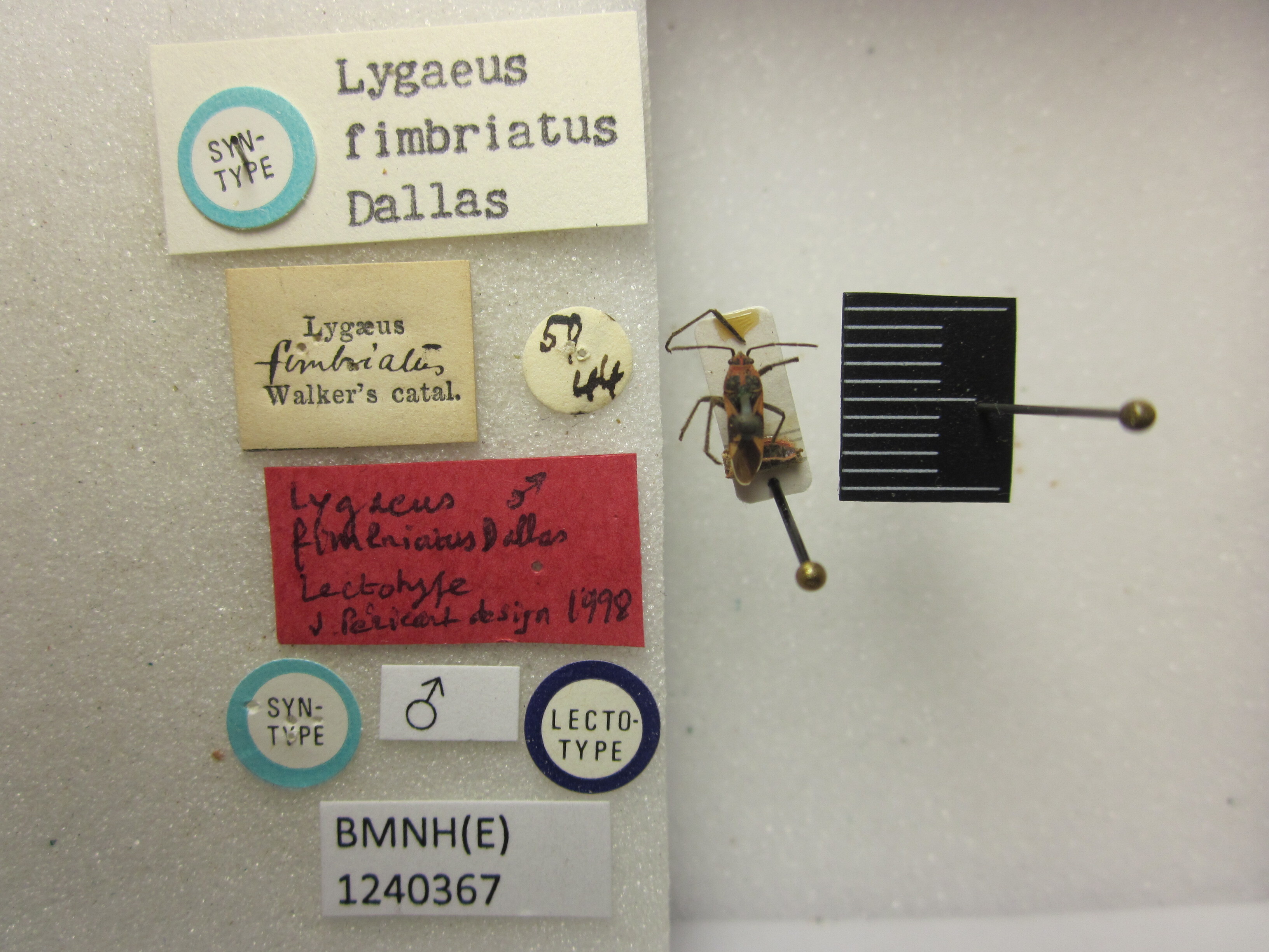 CollectionObject 1593437; ab8ad0d3-4c3c-4b3e-99cf-05be81e82320: Lygaeus fimbriatus. Lectotype. (BMNH) - (CC BY-NC 4.0) Photo by Stuart Cole, reproduced with permission from the Natural History Museum, London, UK. (CollectionObject).