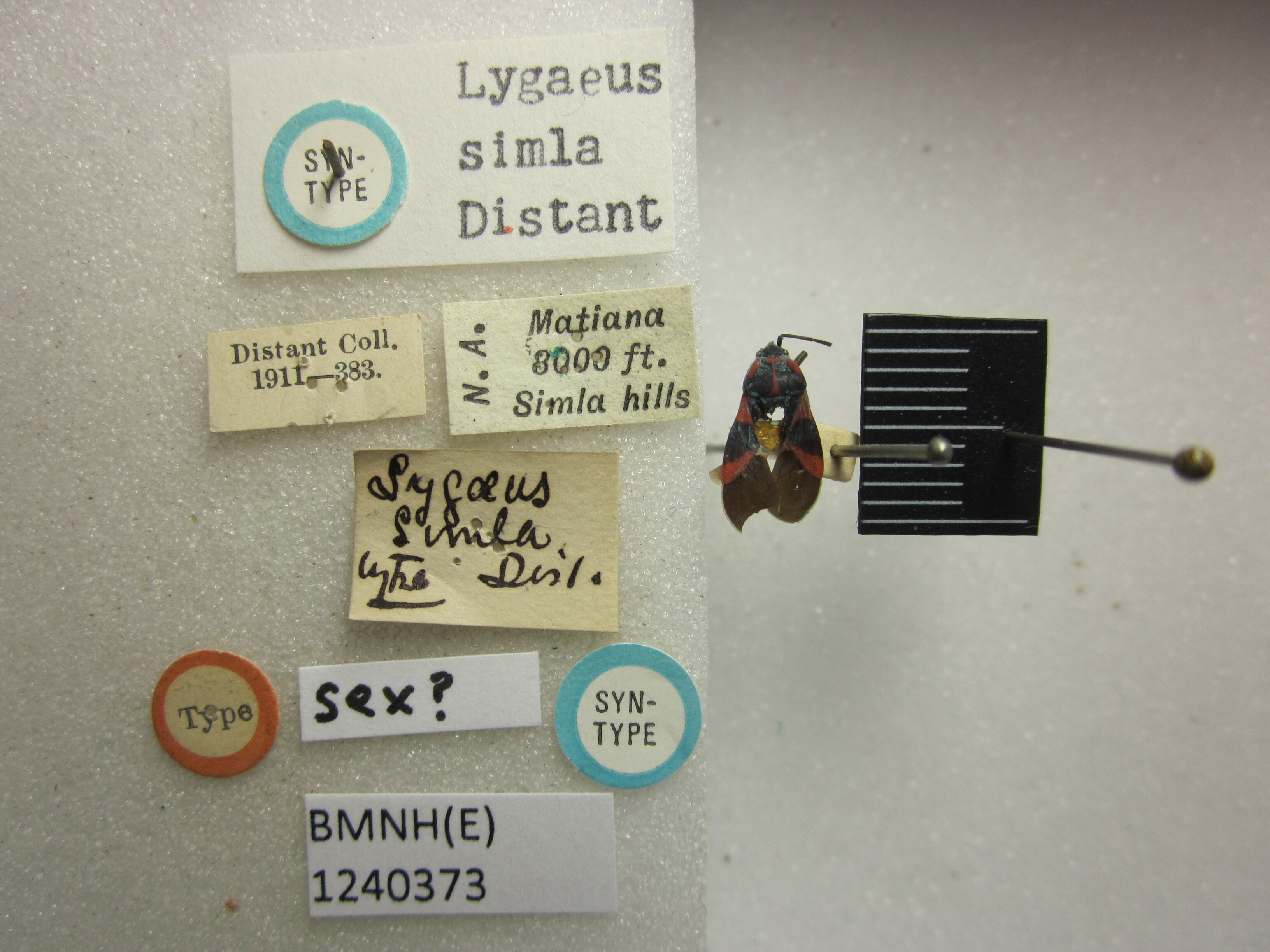 CollectionObject 1593436; 3069571f-71fd-4285-9c2d-465d8958d0e8: Lygaeus simla. Syntype. (BMNH) - (CC BY-NC 4.0) Photo by Stuart Cole, reproduced with permission from the Natural History Museum, London, UK. (CollectionObject).